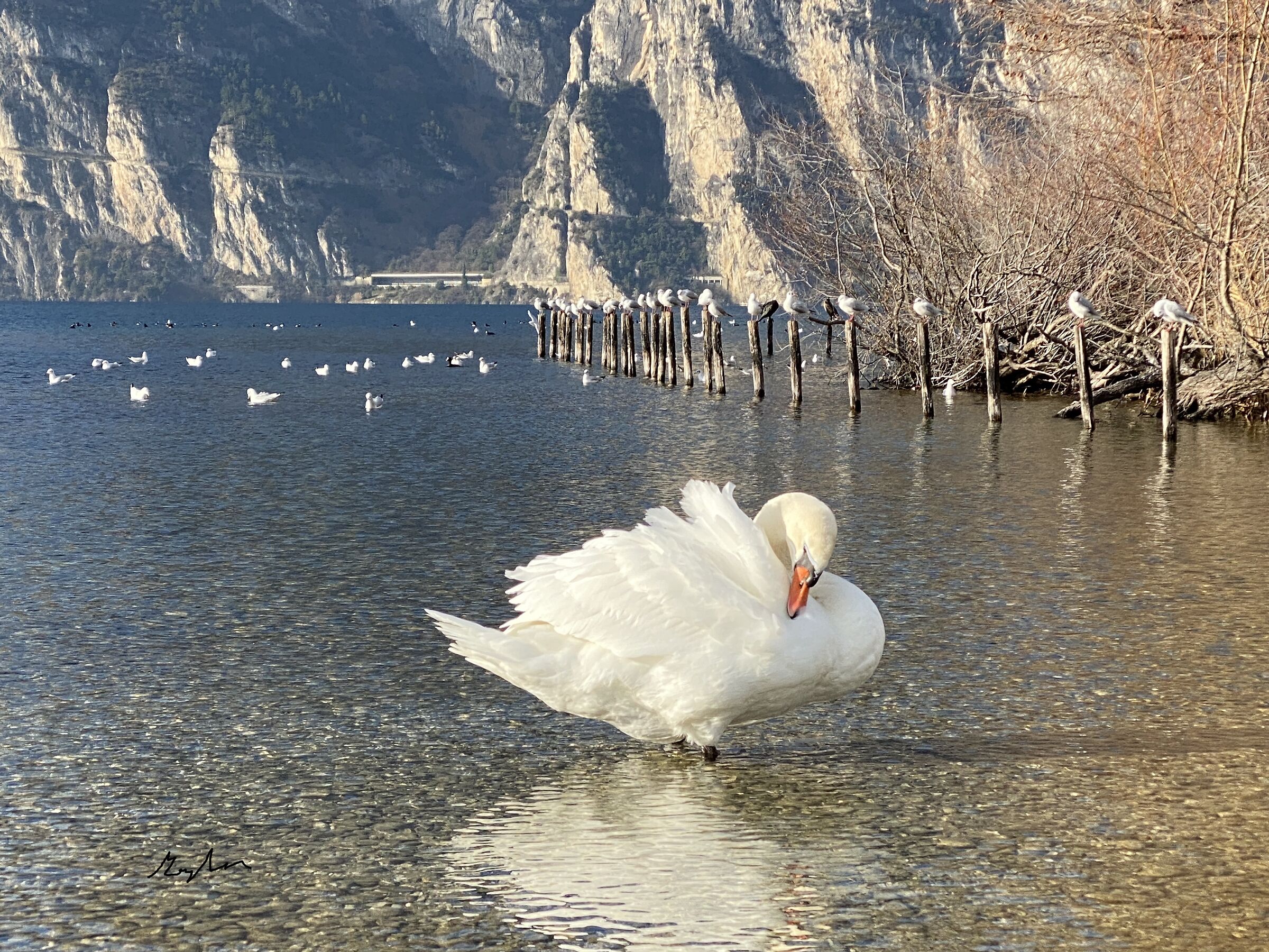 Swan and seagulls