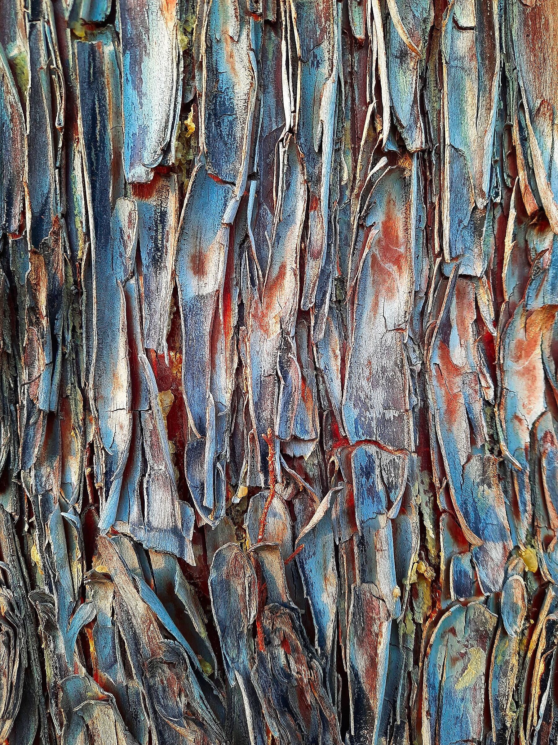 Cromatismi  Arborei