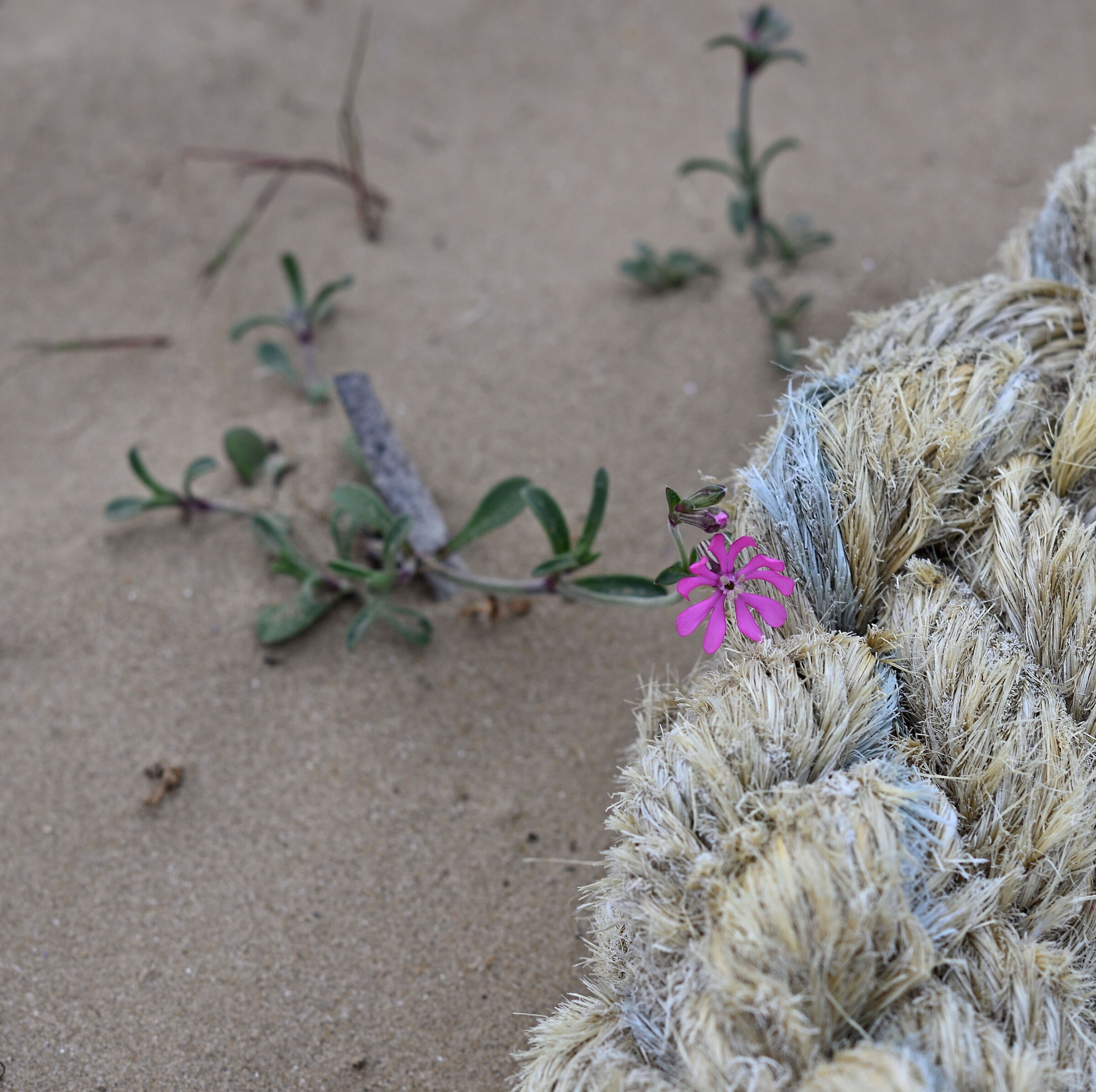 Test Nikon 85 Ai f/2 (Rough caress)