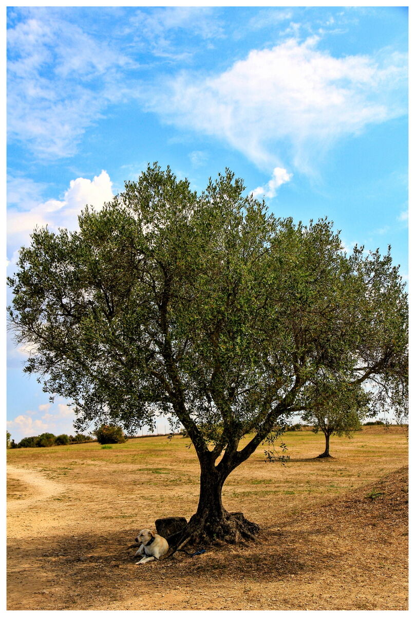 A place in the shade