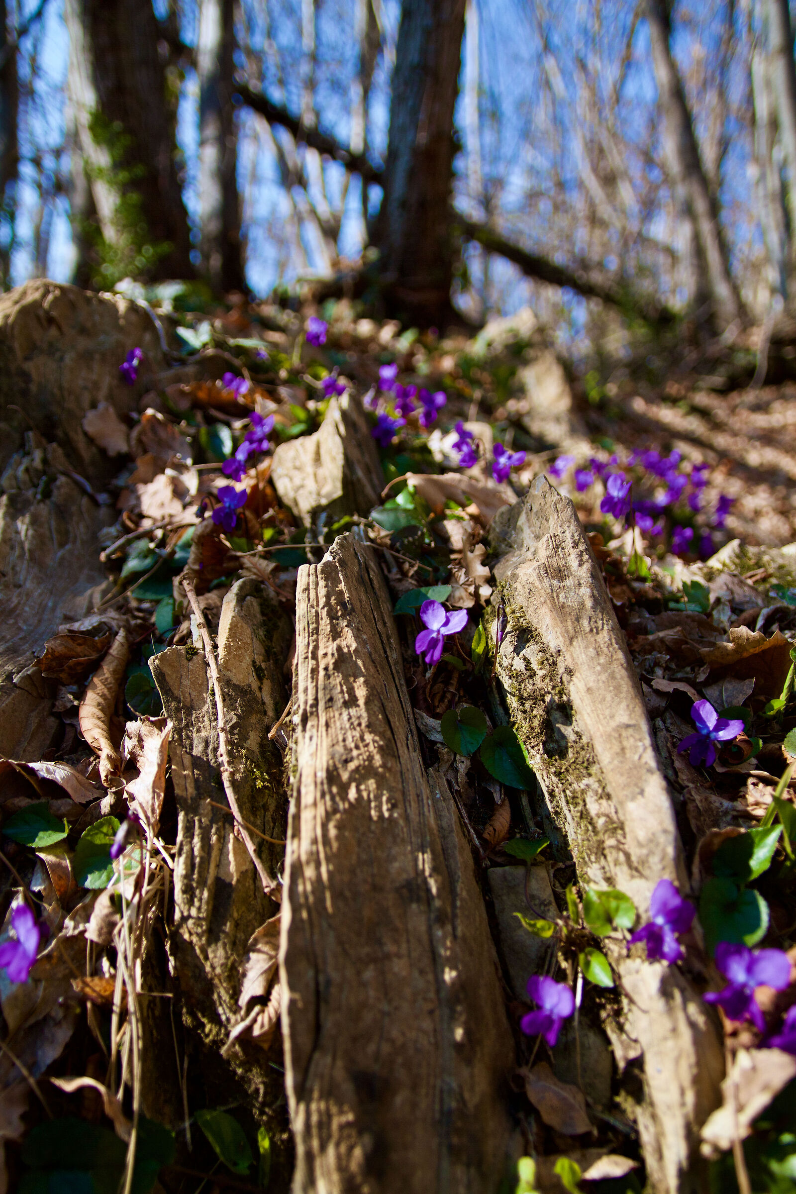 The violet in the rock