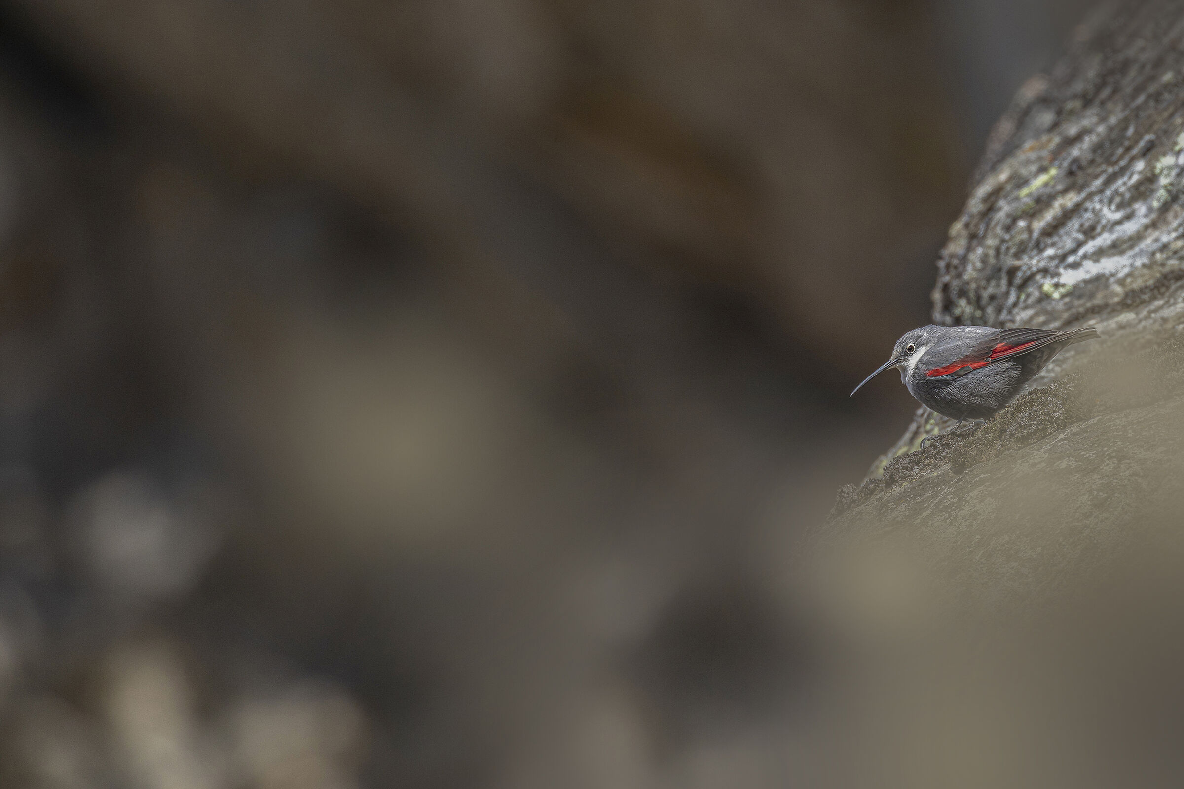 20 cm of fascinating Beauty...