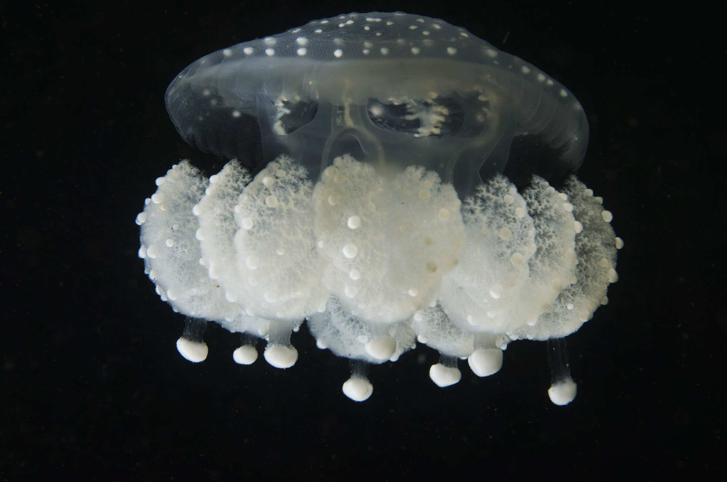 Philloriza punctata