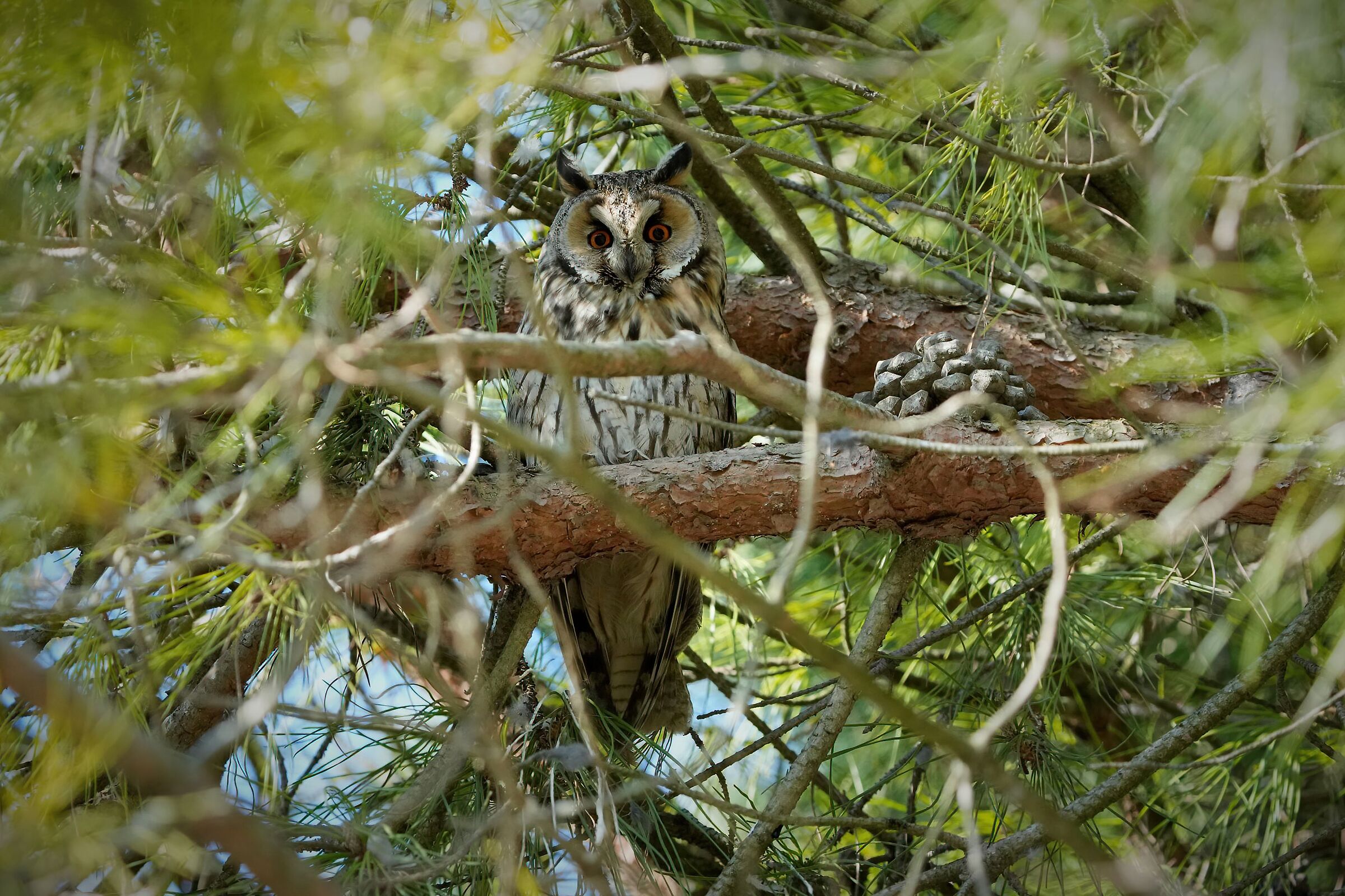 long-eared owl