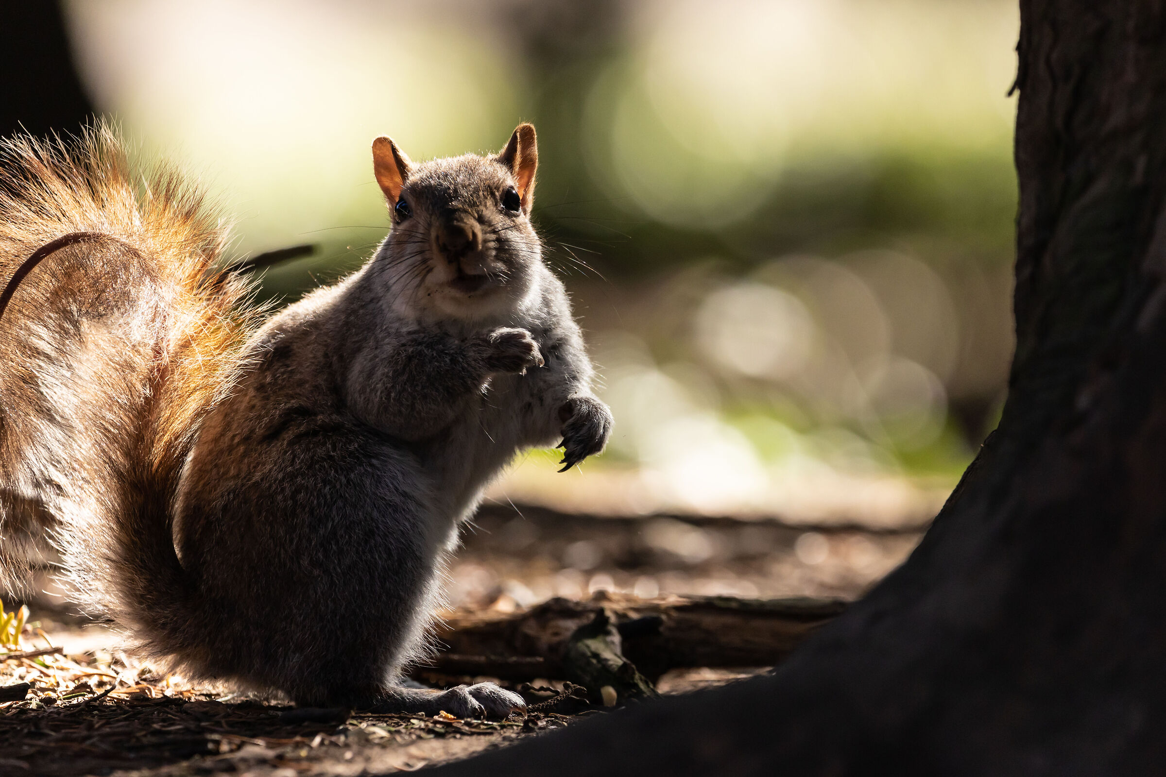 Non sono stato io...