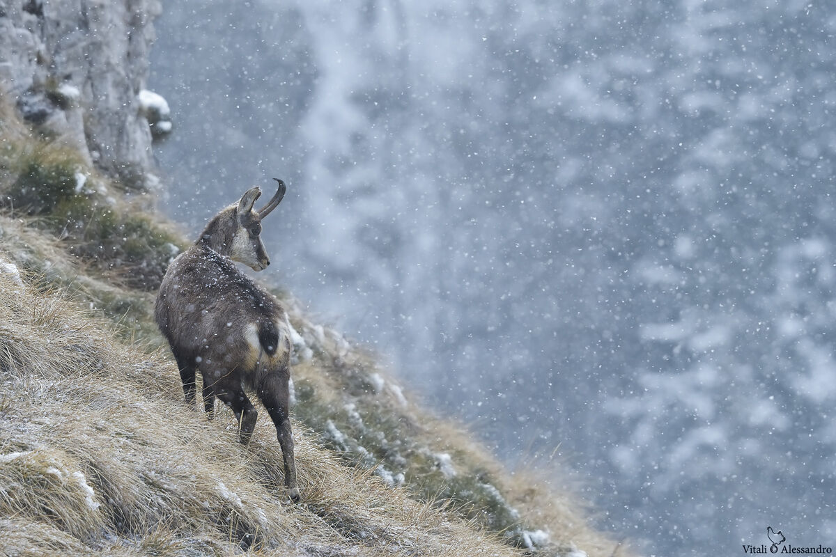 Chamois