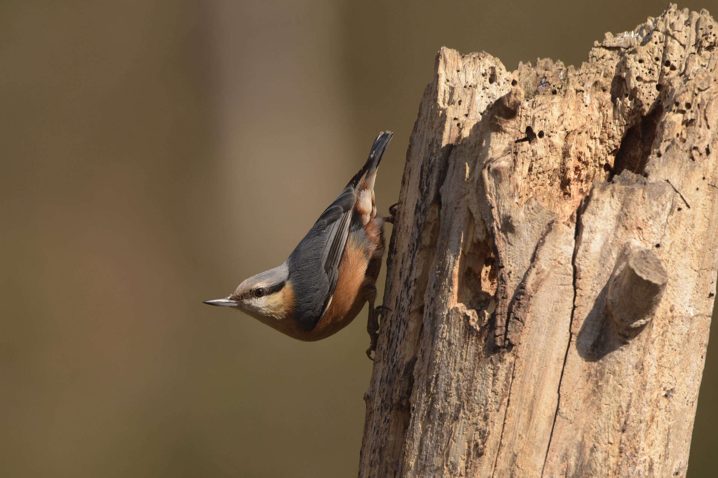 Wood nuthatch
