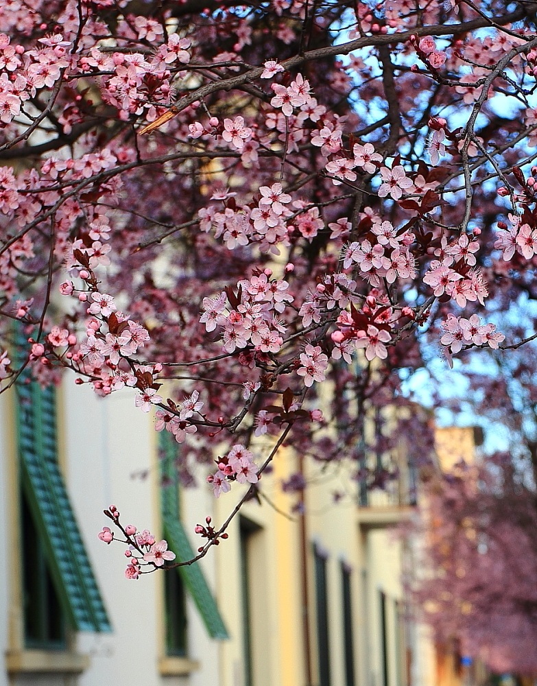 ... Aprite le finestre al nuovo sole