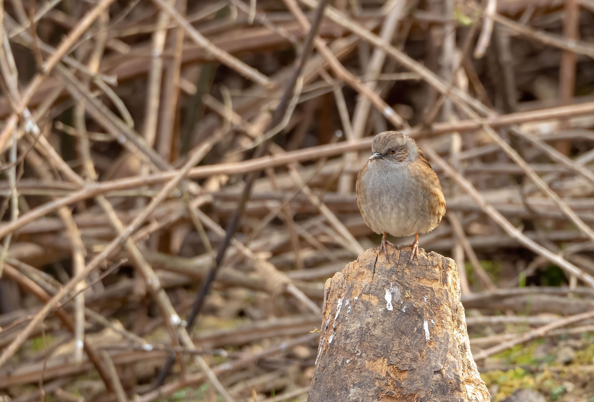 Dunnock