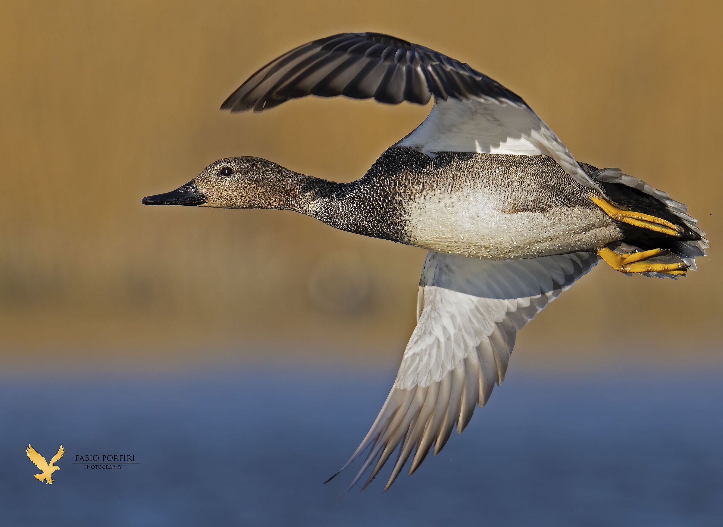 it's a matter of light............. Gadwall