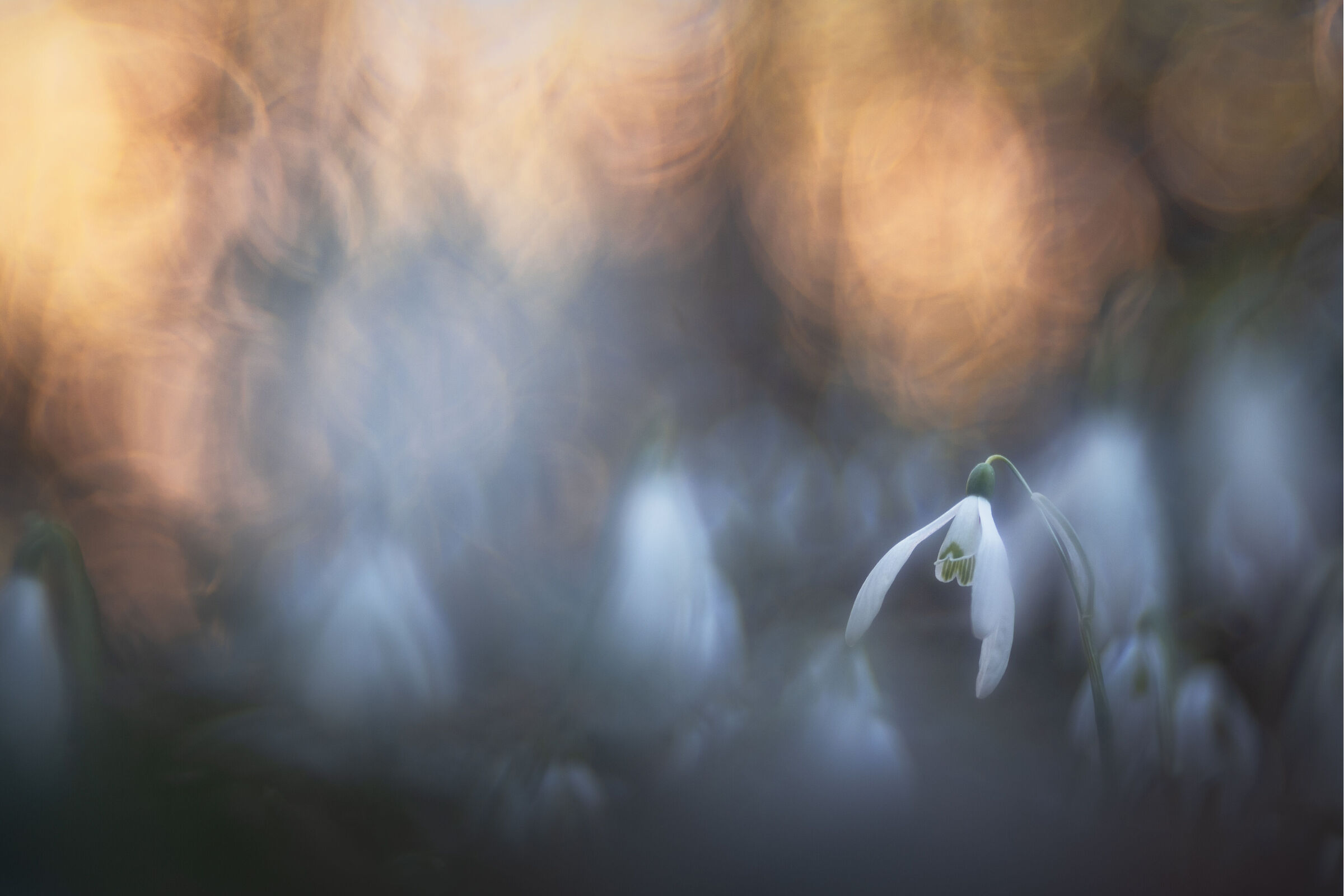 Galanthus nivalis