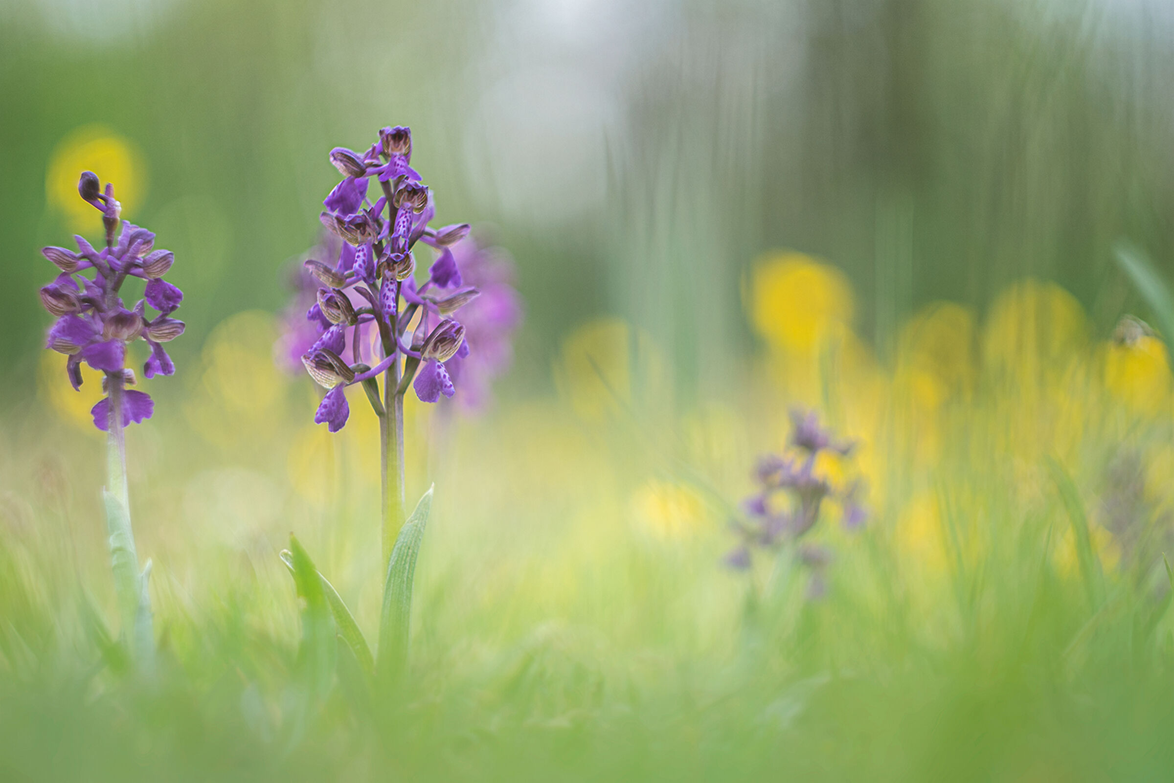 Orchidea selvatica