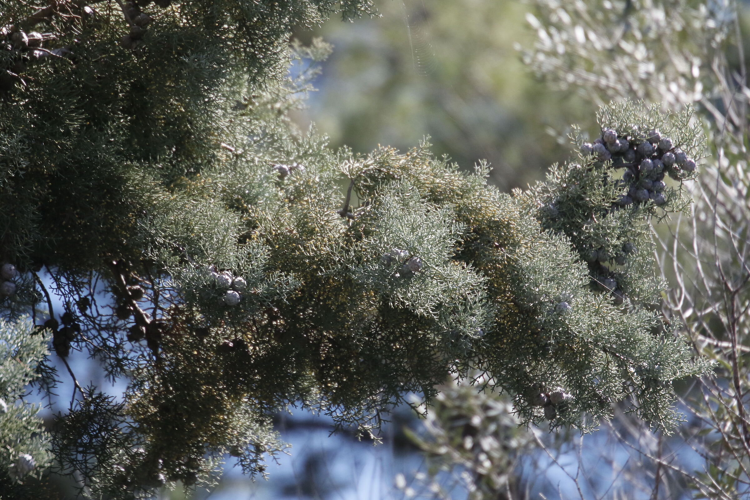 A 300= Crop 480- Canon 7D II- 70-300 DO IS USM