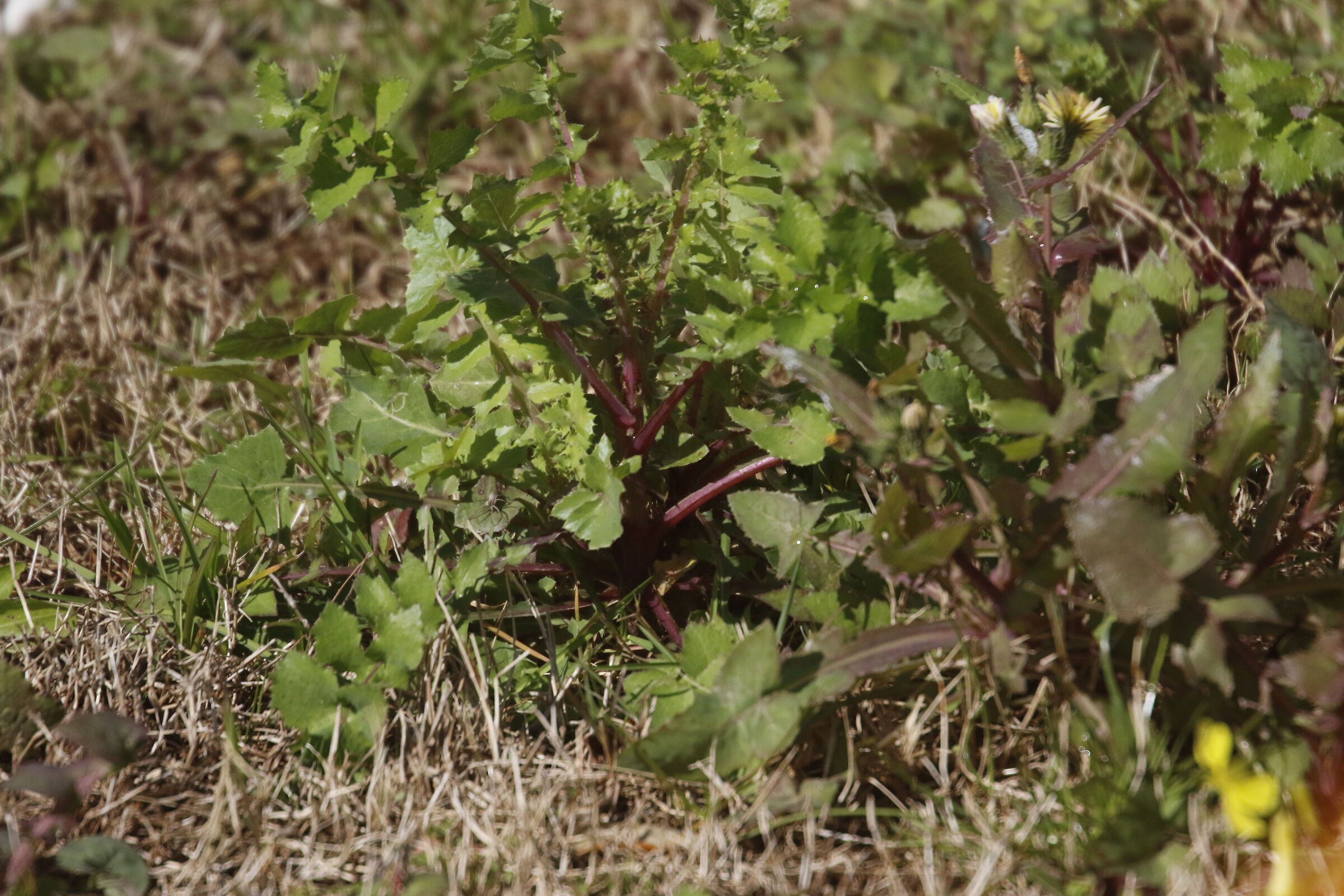 A300= Crop 480 / Canon 70-300 DO IS USM