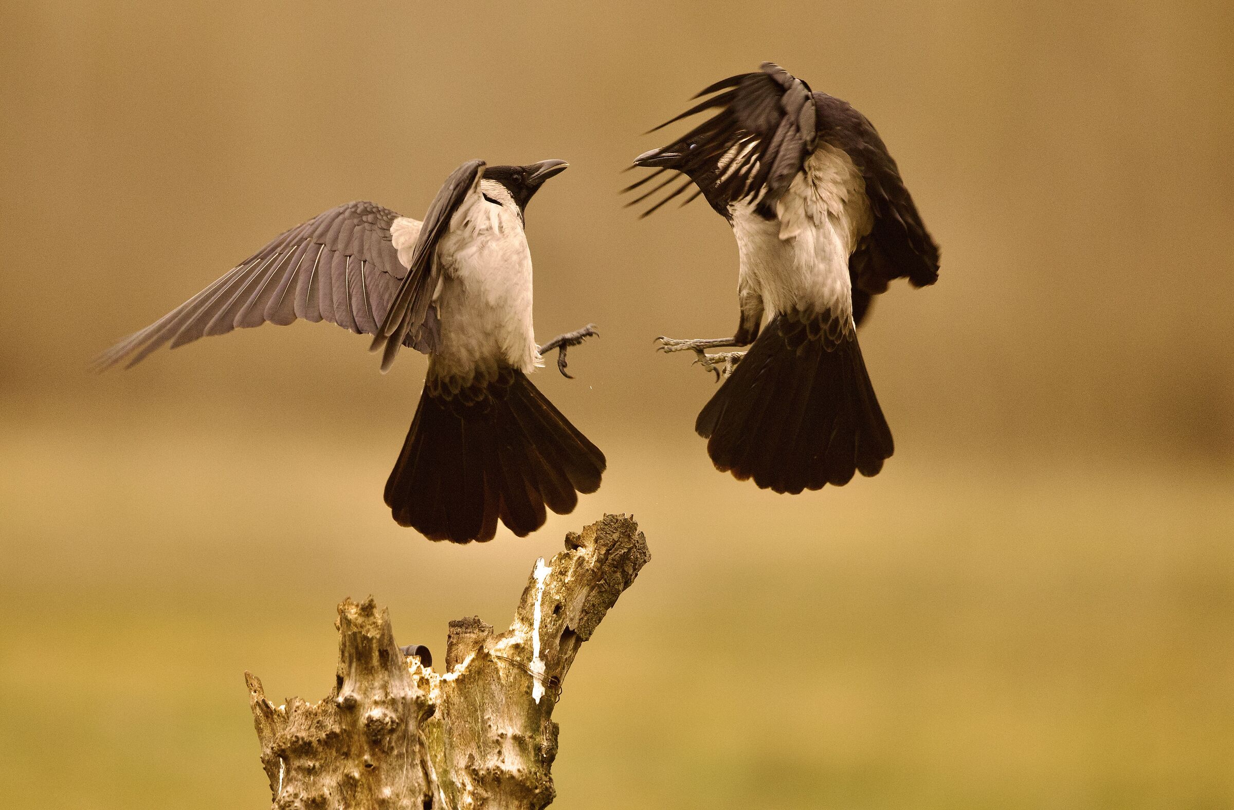 Baruffa tra Cornacchie