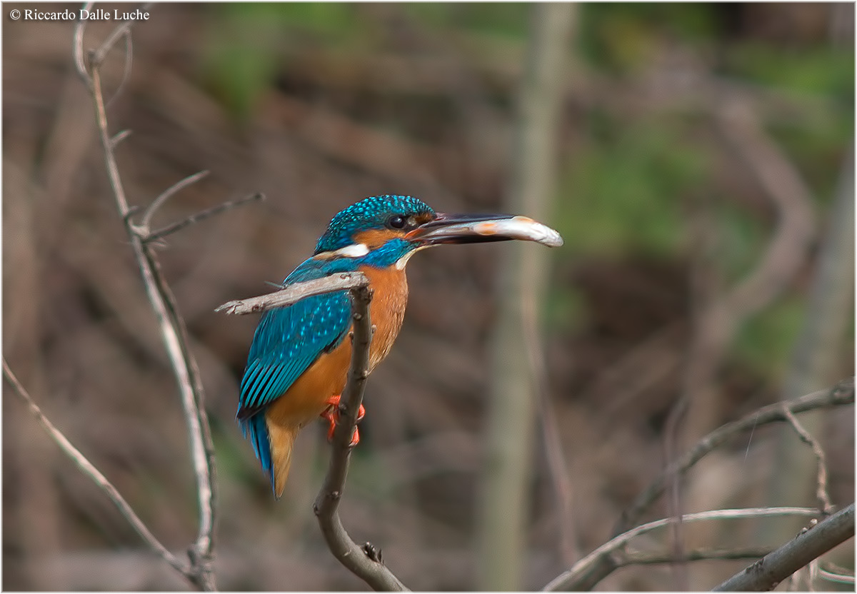 Mrtin pescatore con preda