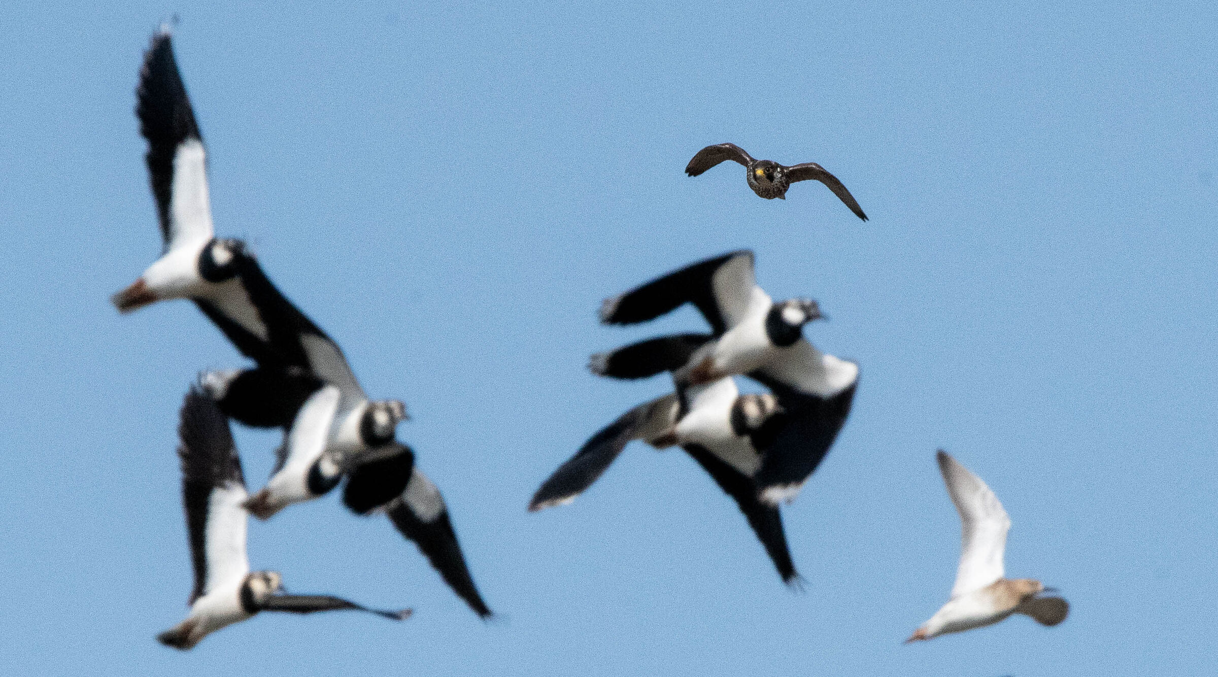 The pilgrim's attack on the lapwings