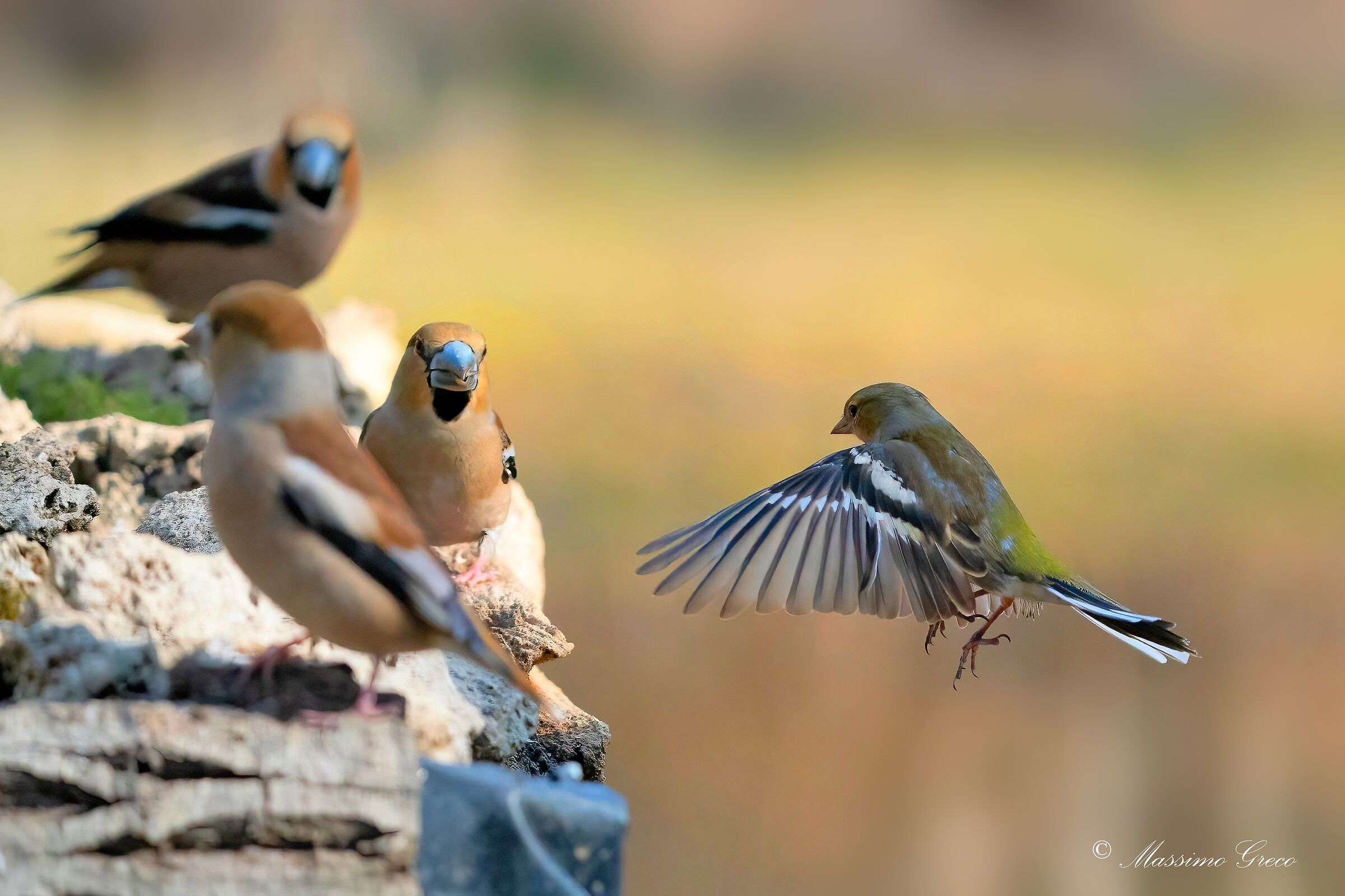 A Chaffinch among the Frosoni
