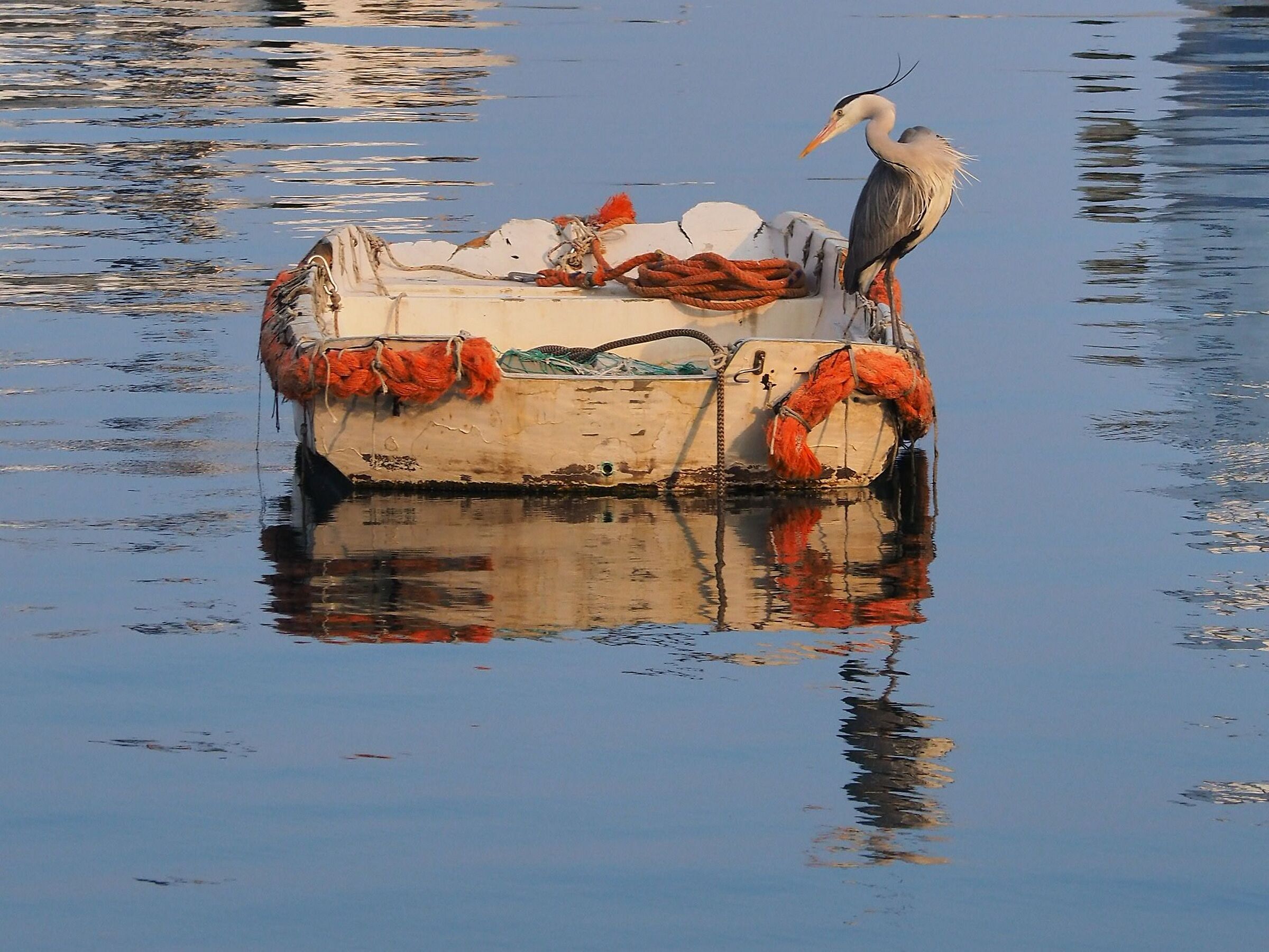 L'airone e la barca
