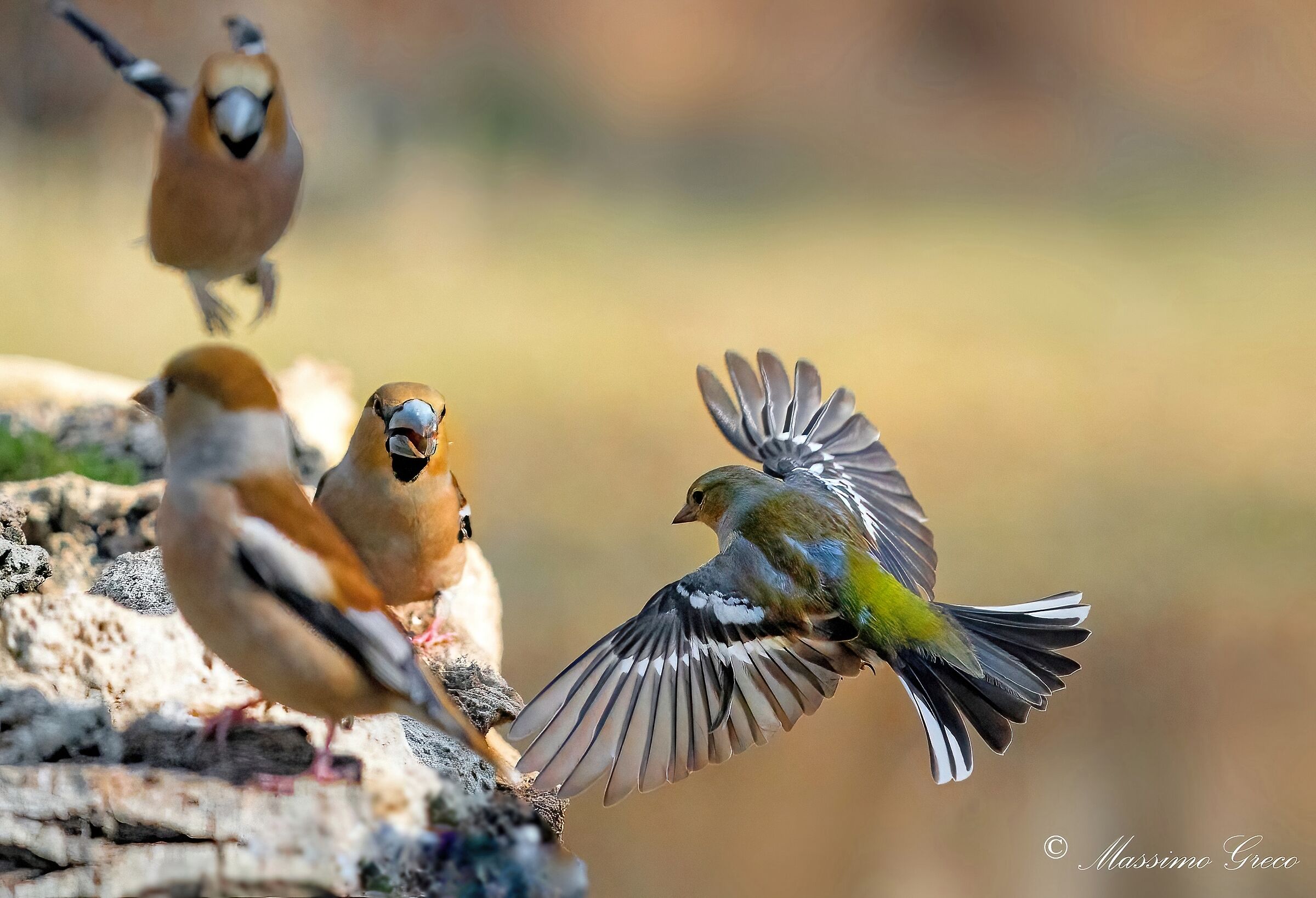 A Chaffinch among the Frosoni