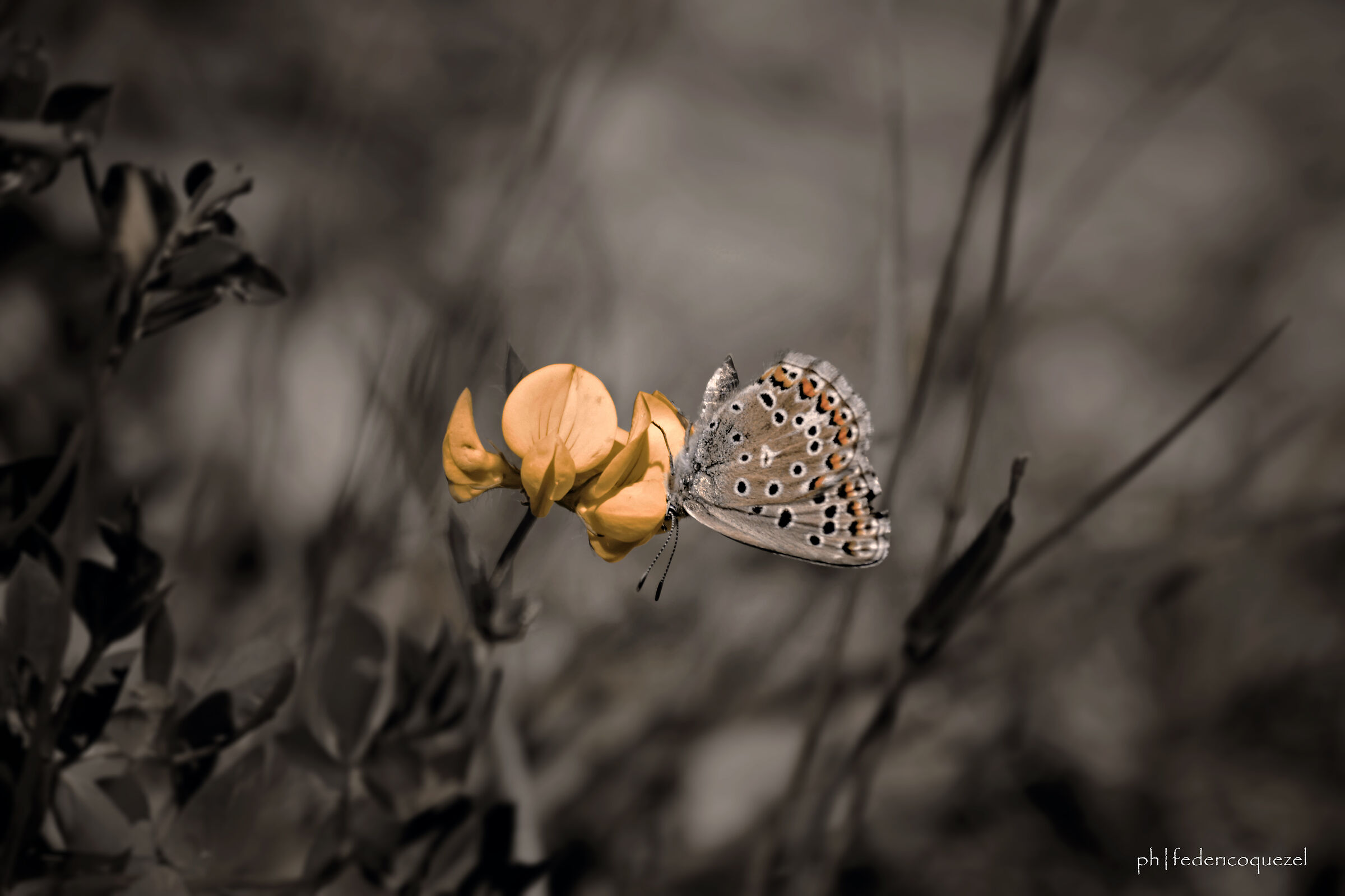 Polyommatus icarus / Lotus