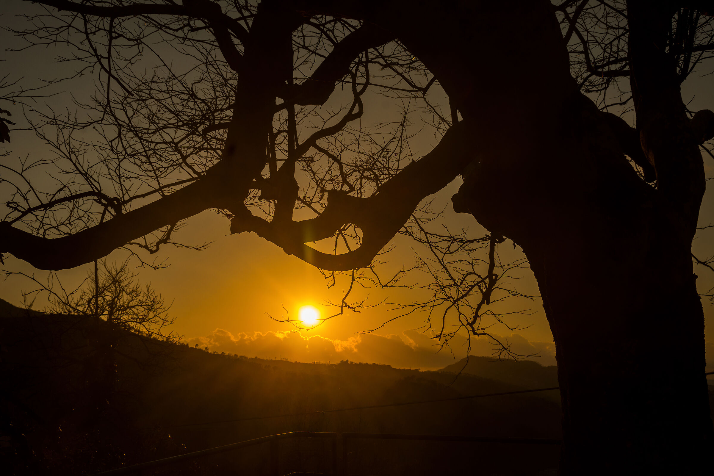 Sunset under the tree