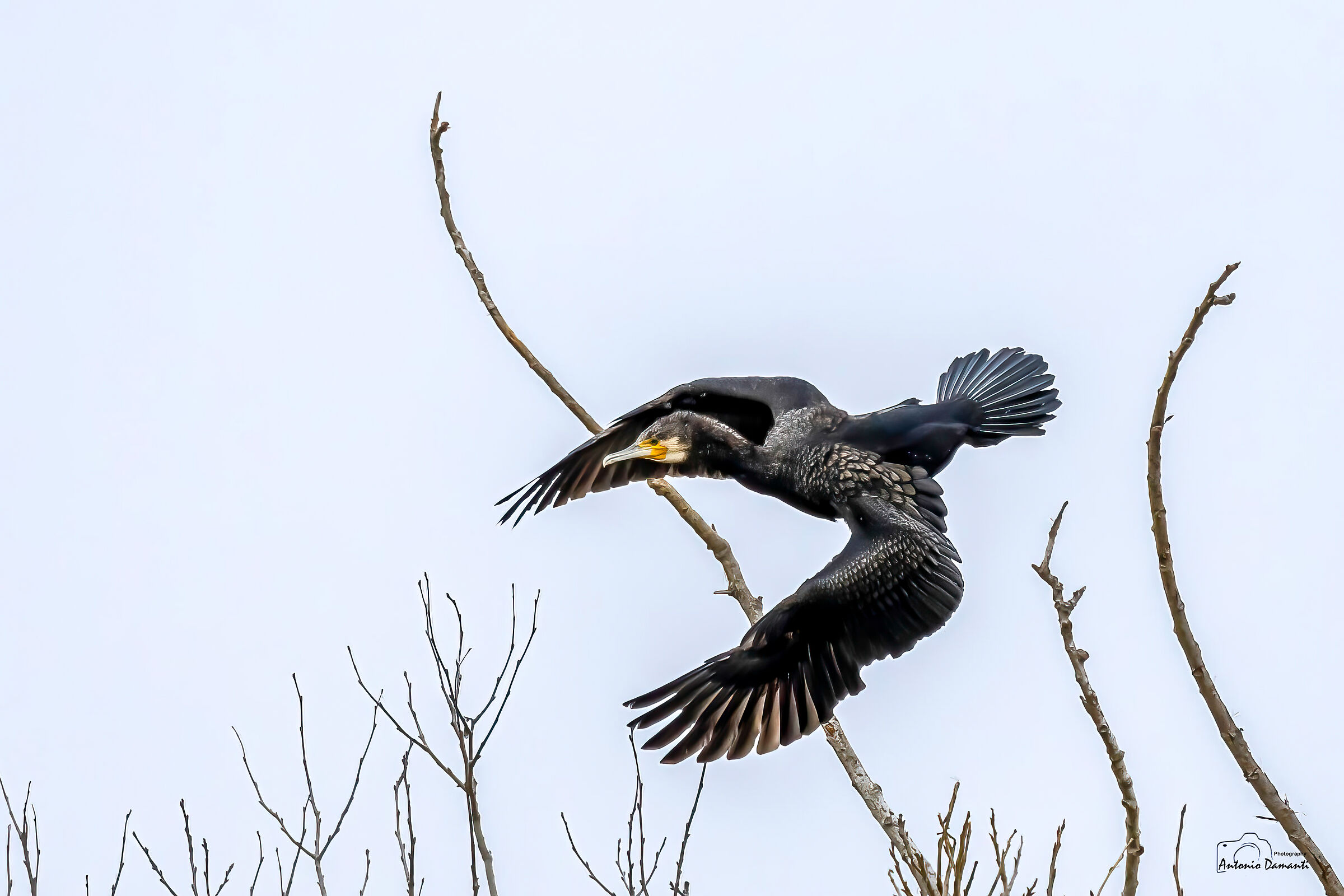 The cormorant's dive