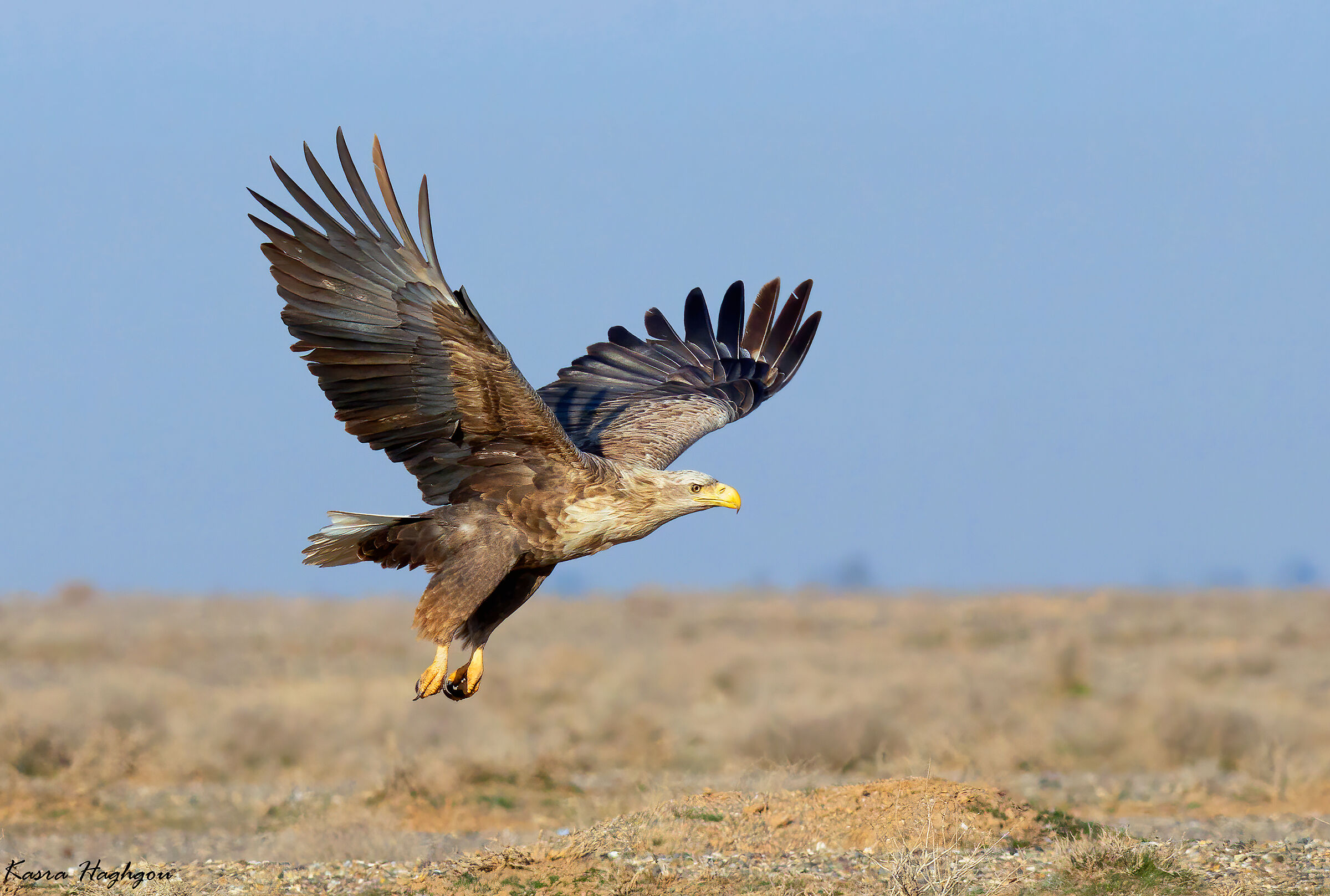 white-tailed eagle