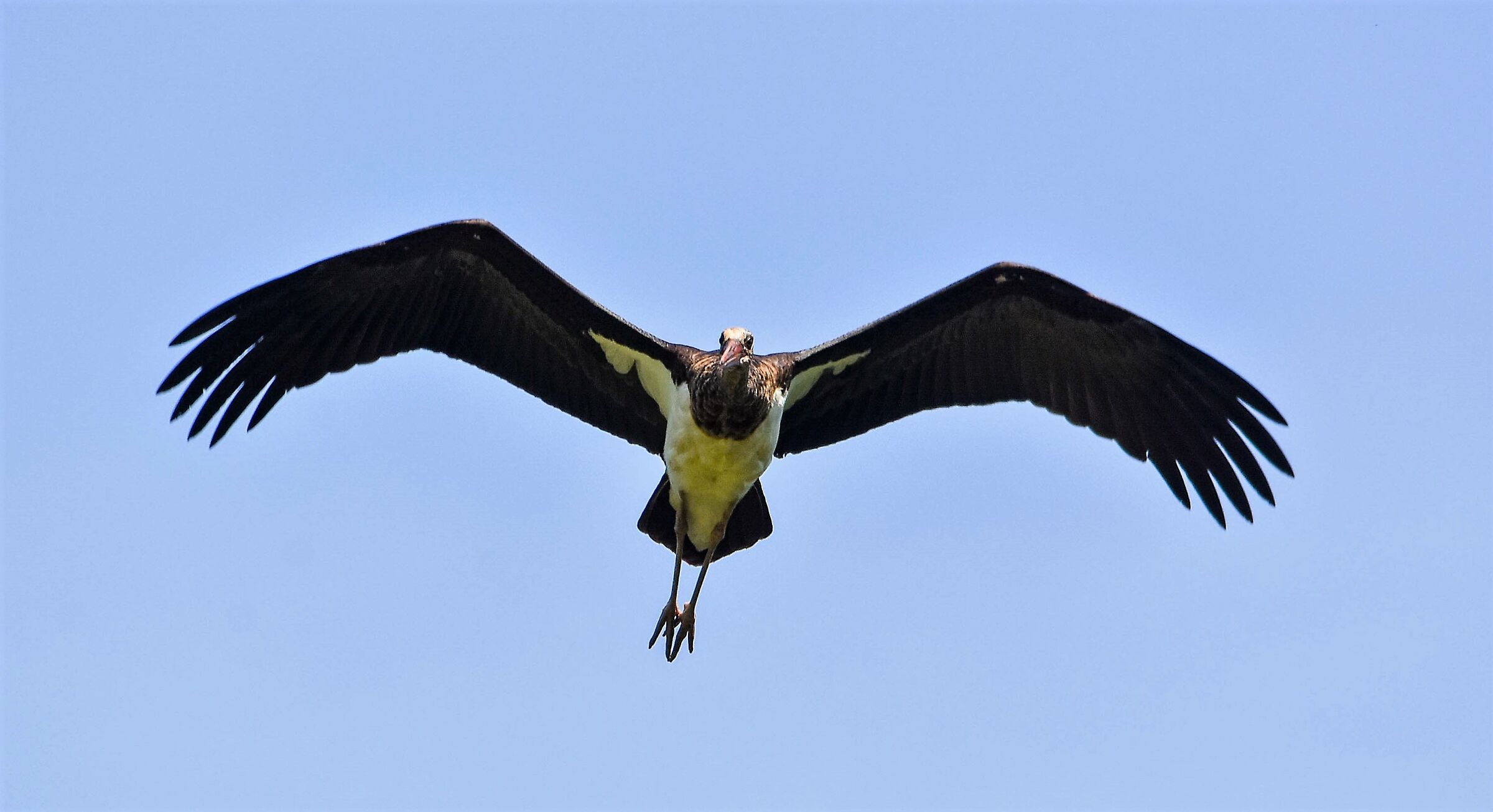 Young black stork