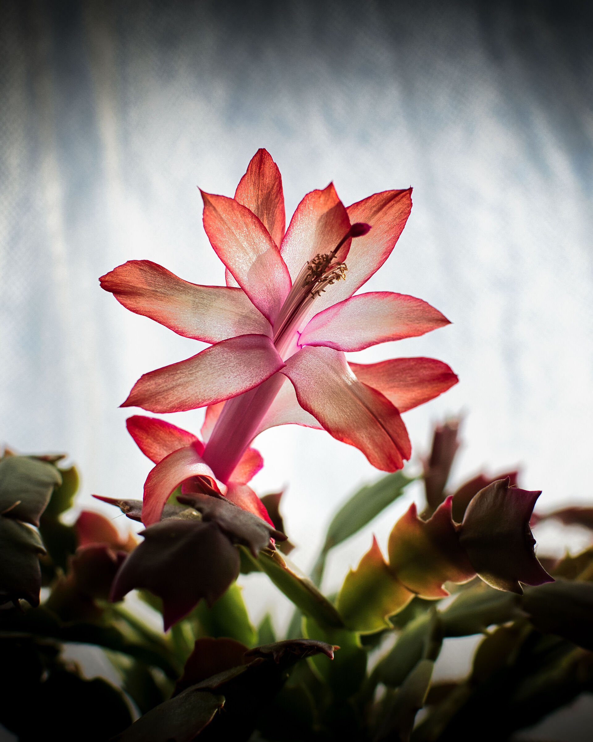 Schlumbergera truncata