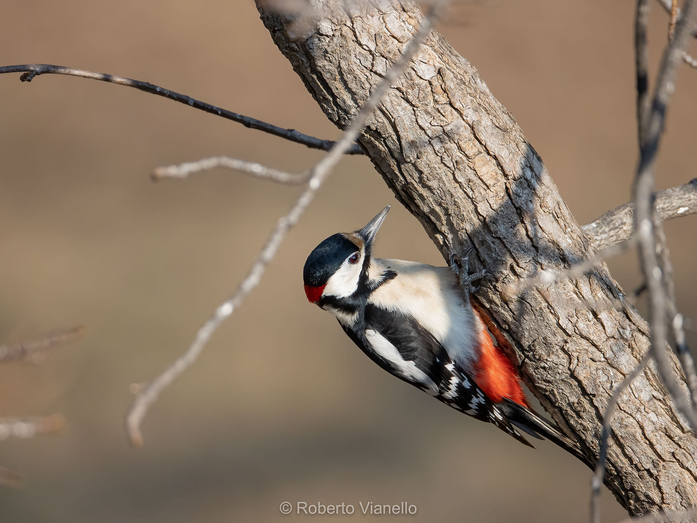 Picchio rosso maggiore (Dendrocopos major)