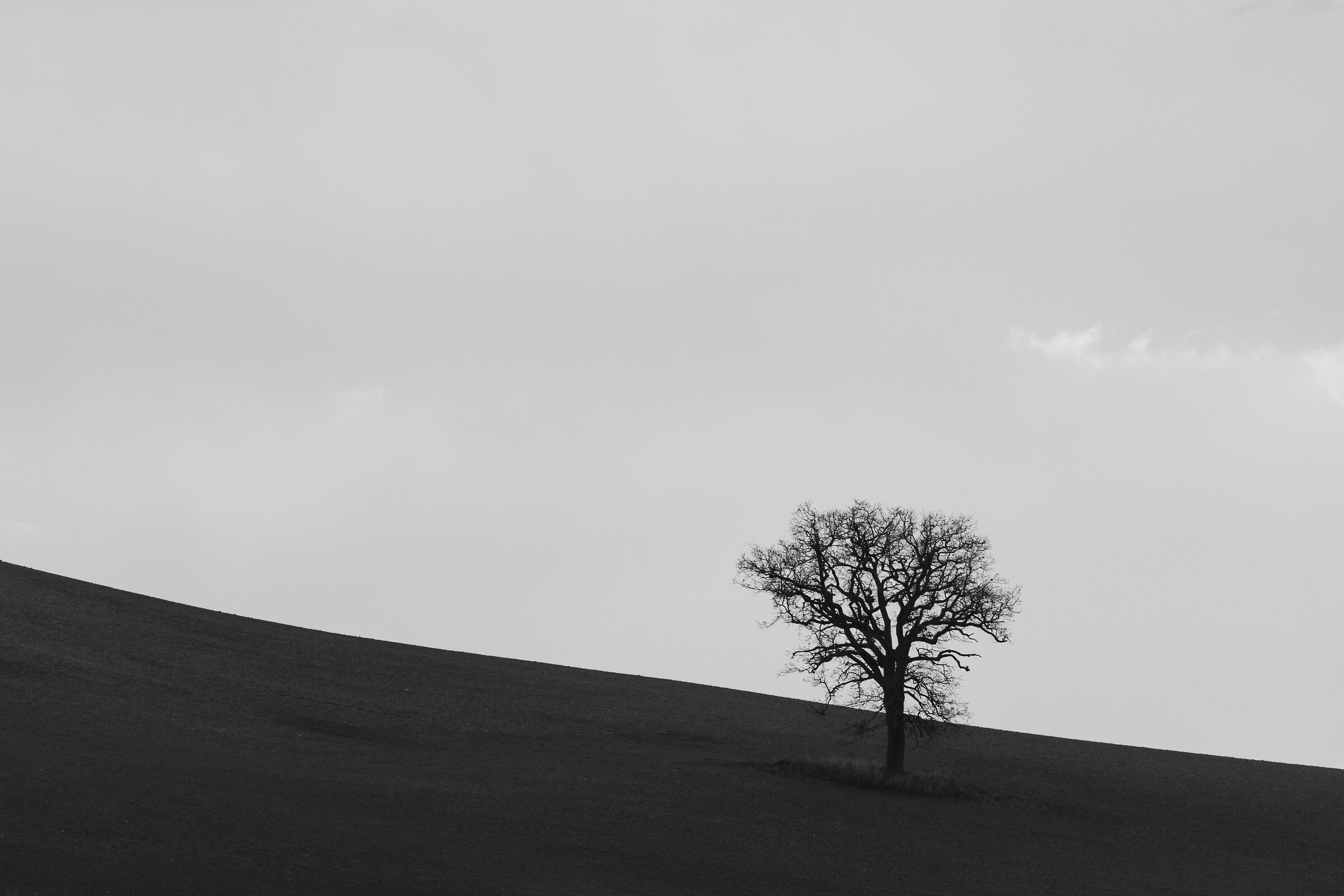 Trees II