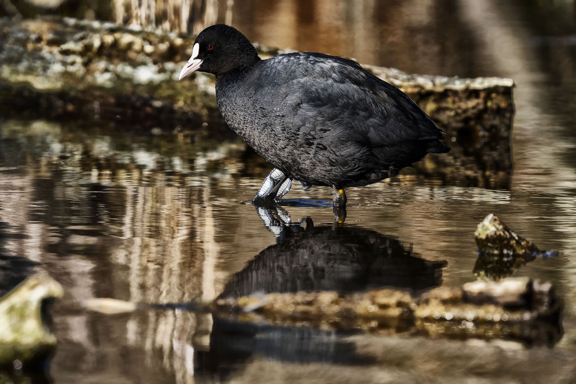 Common coot