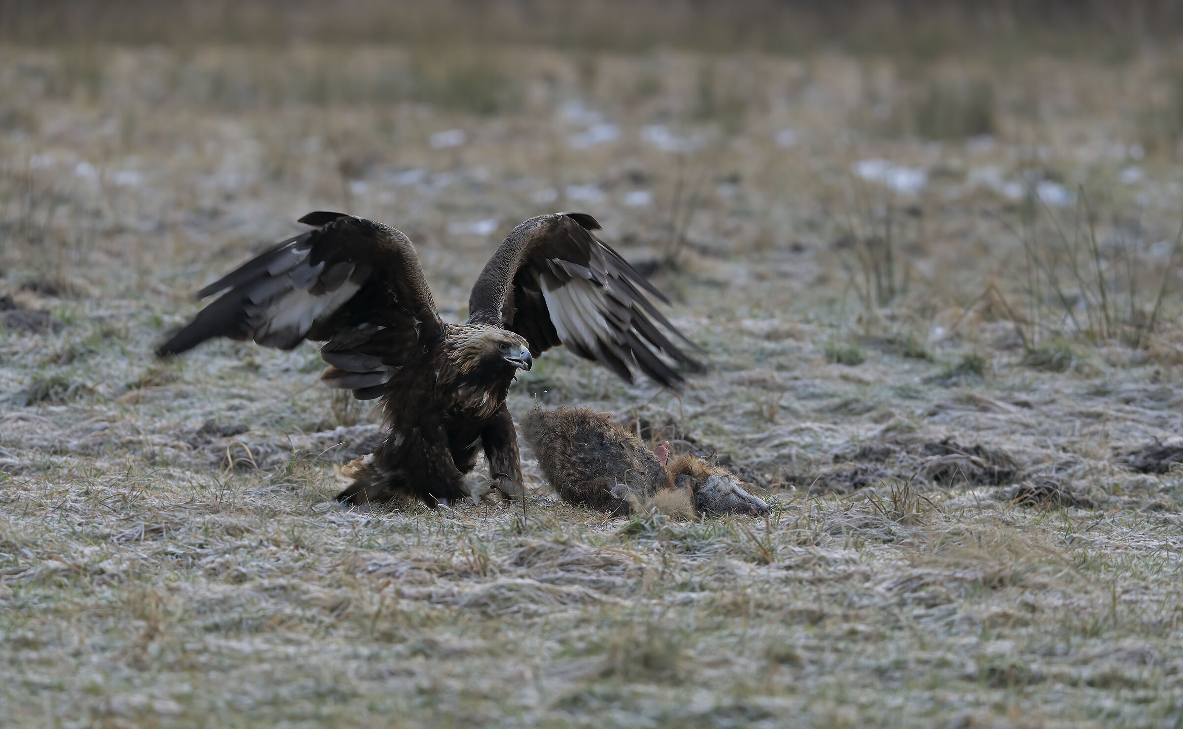 The Royal with frost