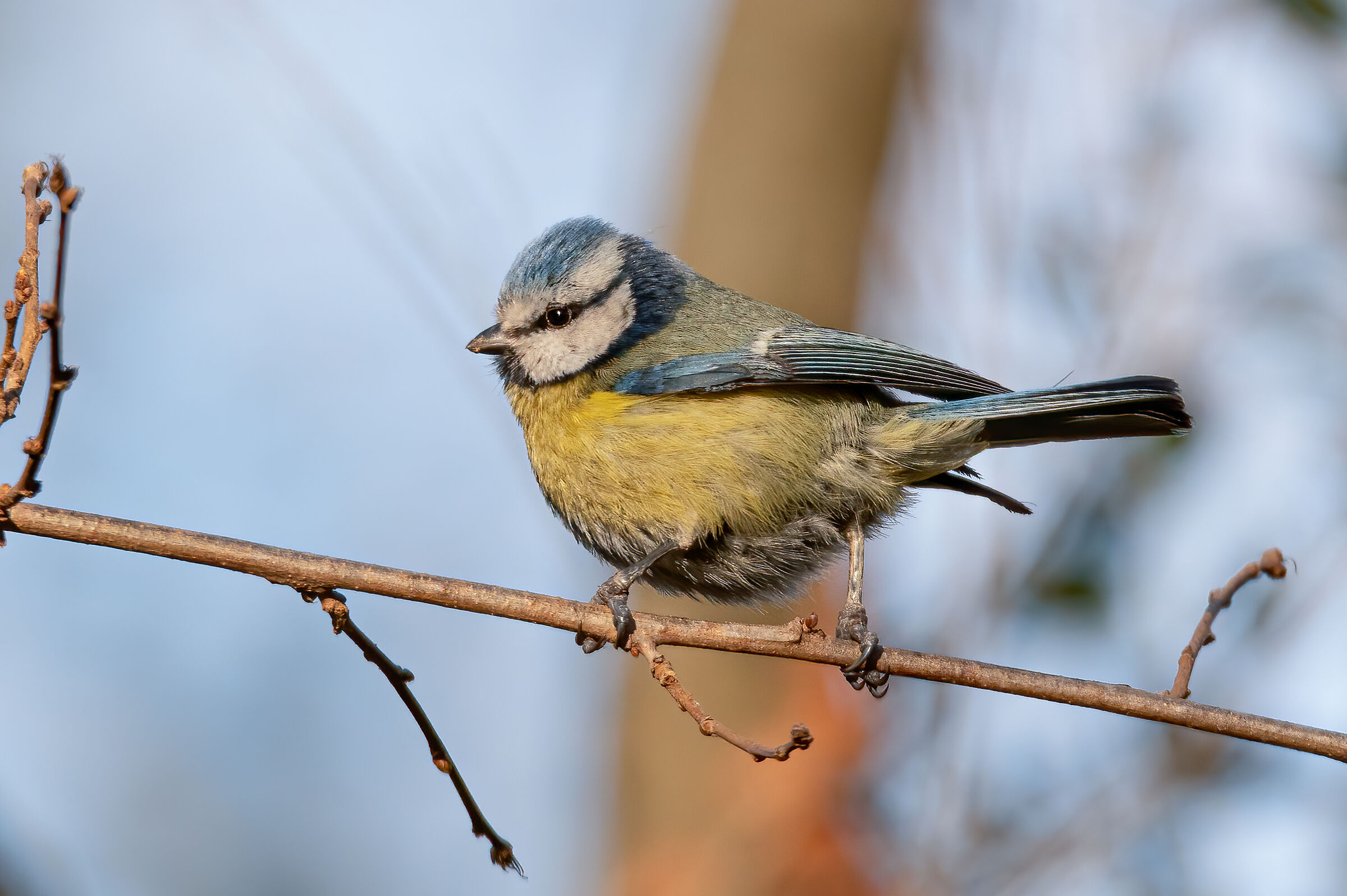 cinciarella(Cyanistes caeruleus)