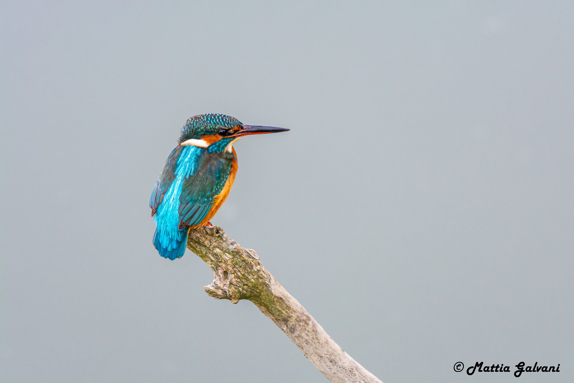 Martin Pescatore in posa su ramo