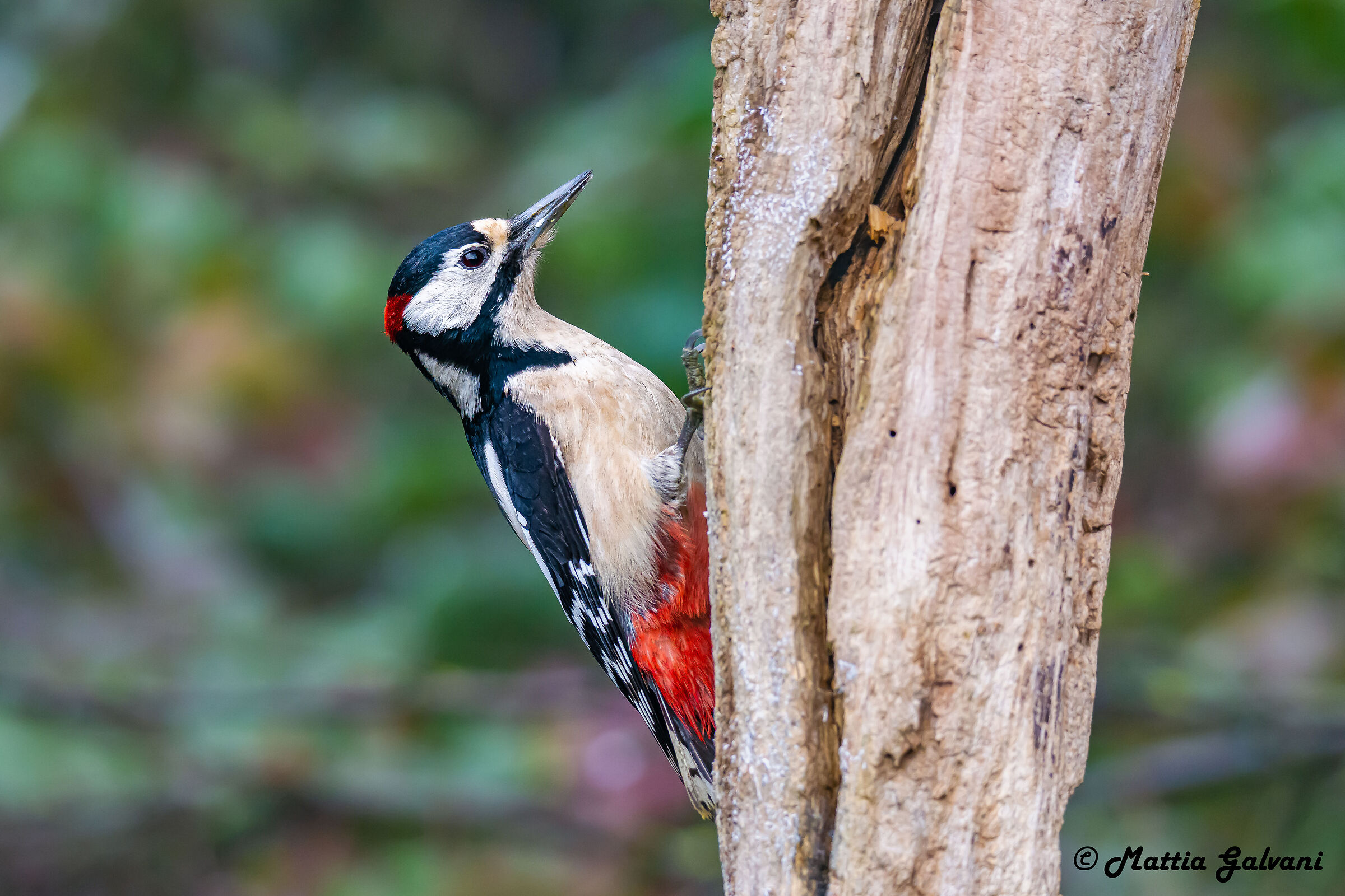 Male Male Greater Red Woodpecker clinging to the trunk