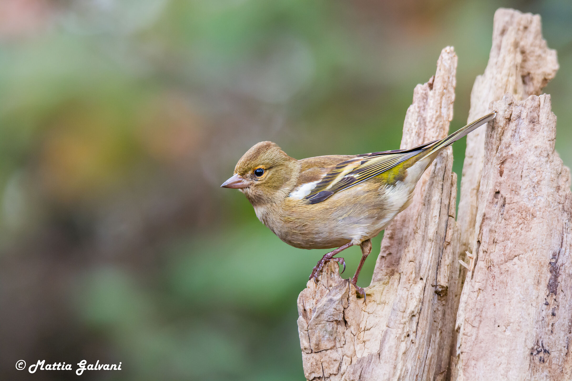 Female chaffinch posing