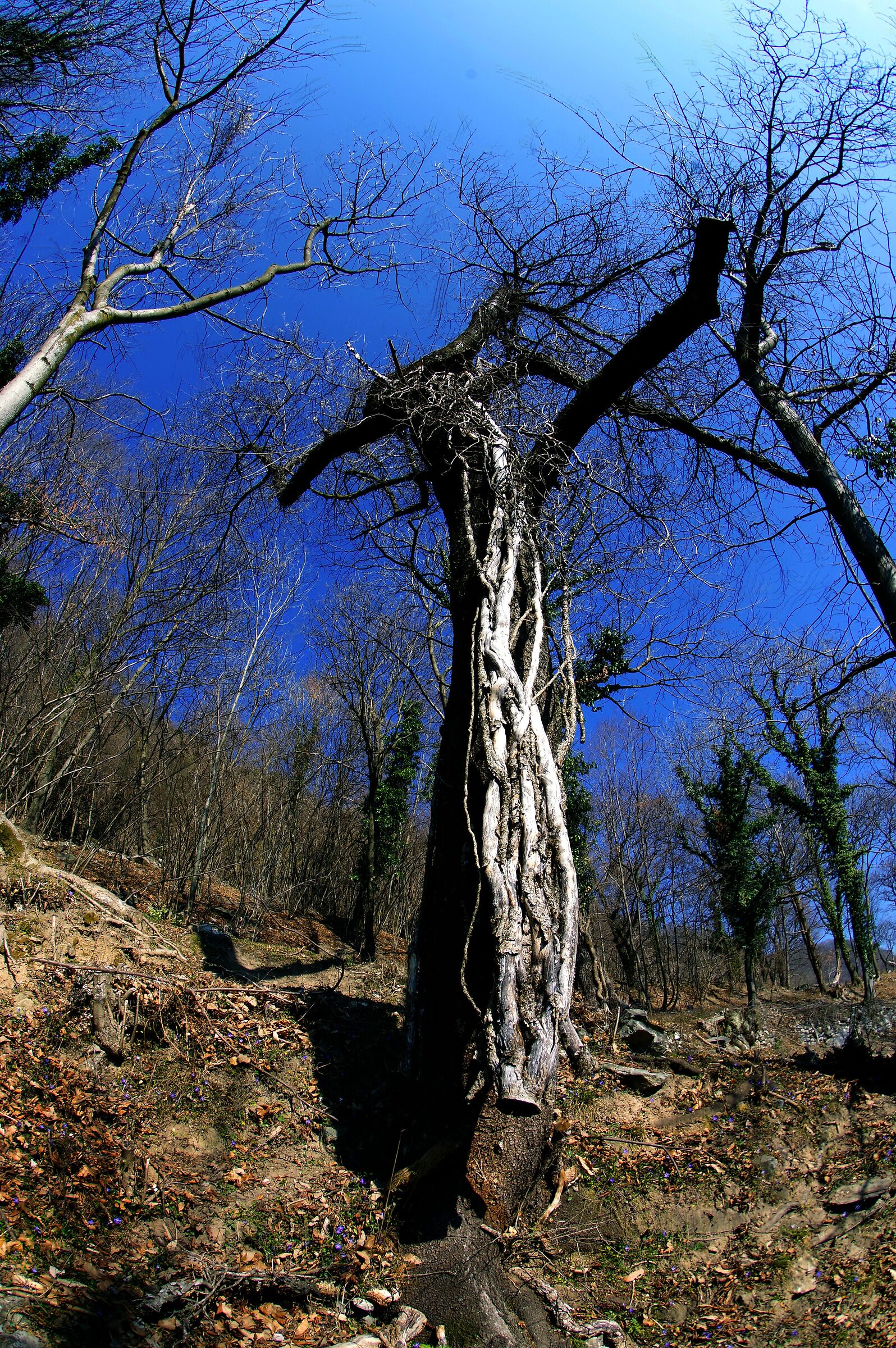 Piante del bosco
