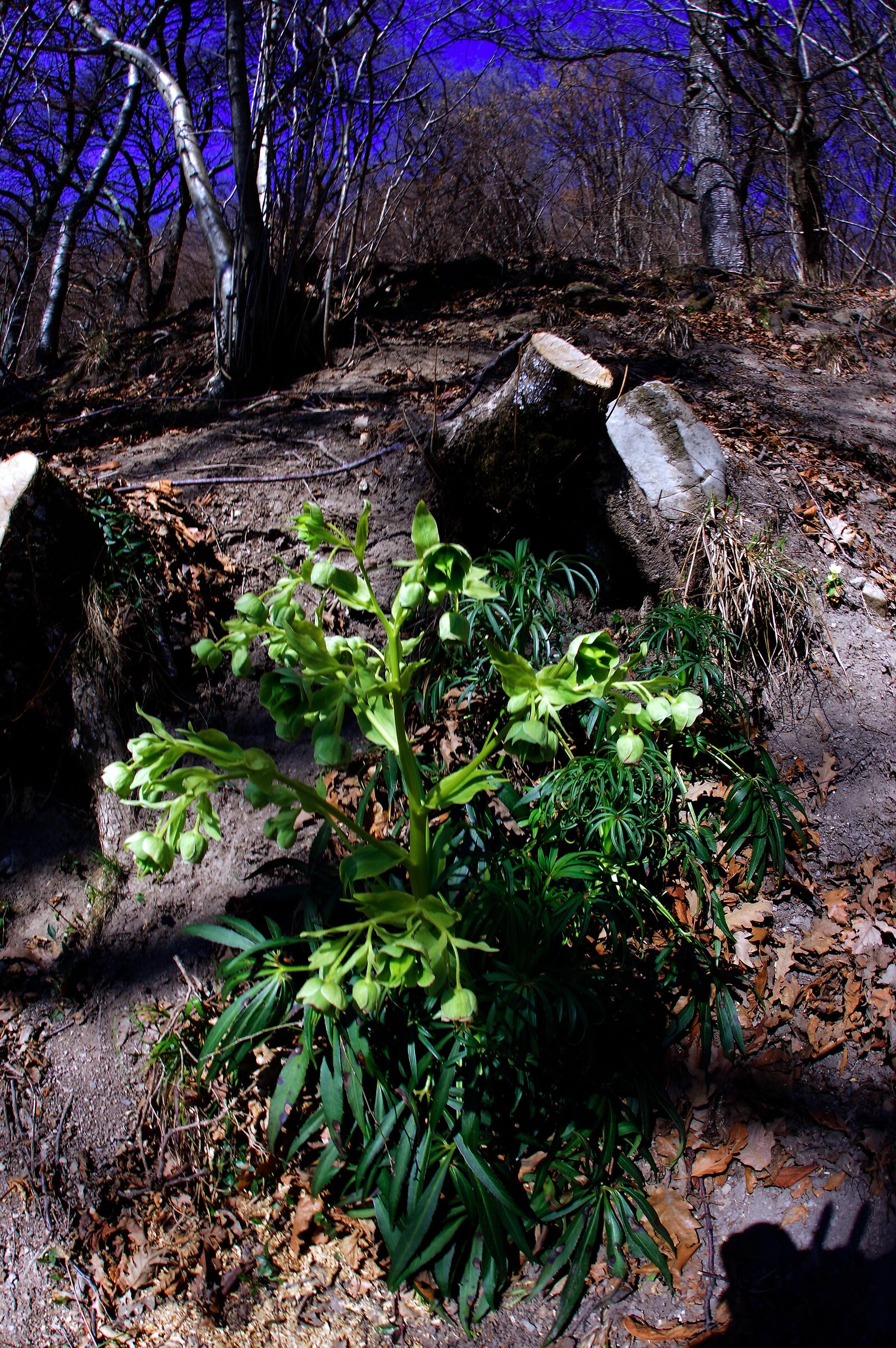 Piante del bosco