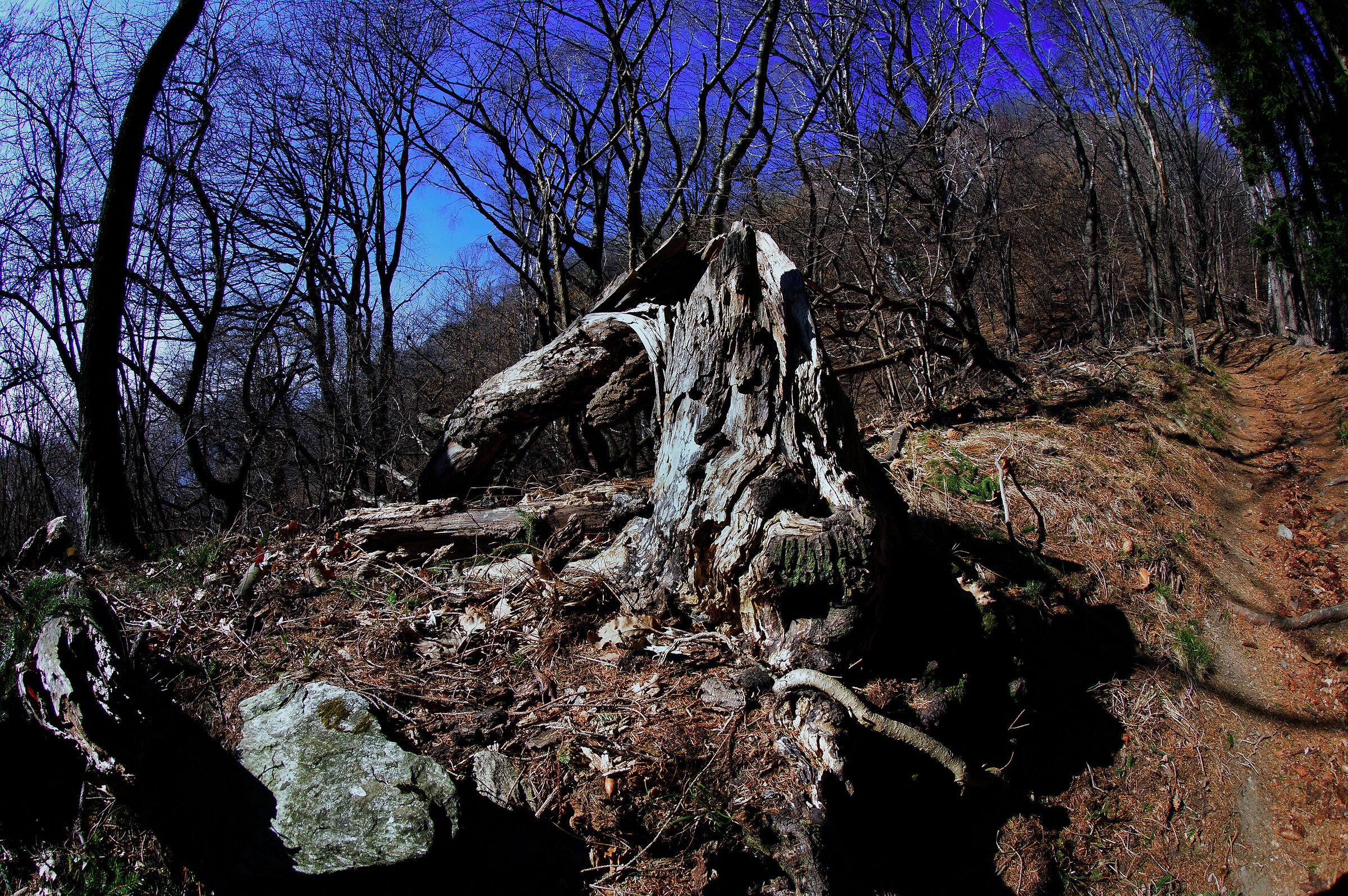 Piante del bosco