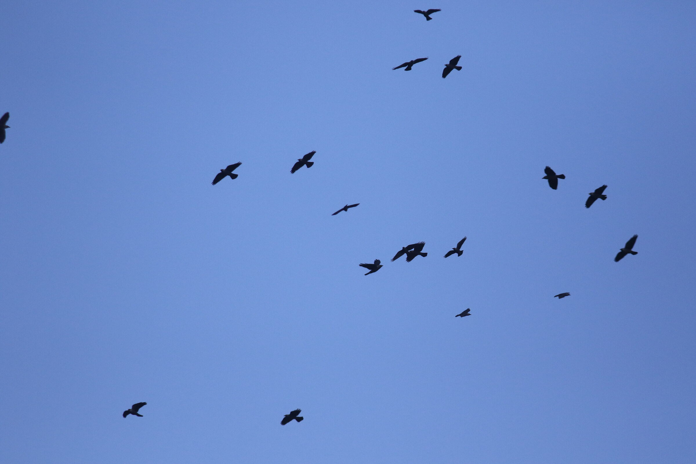 A 300=Crop 480 / Canon 7D II- 70-300 DO IS USM