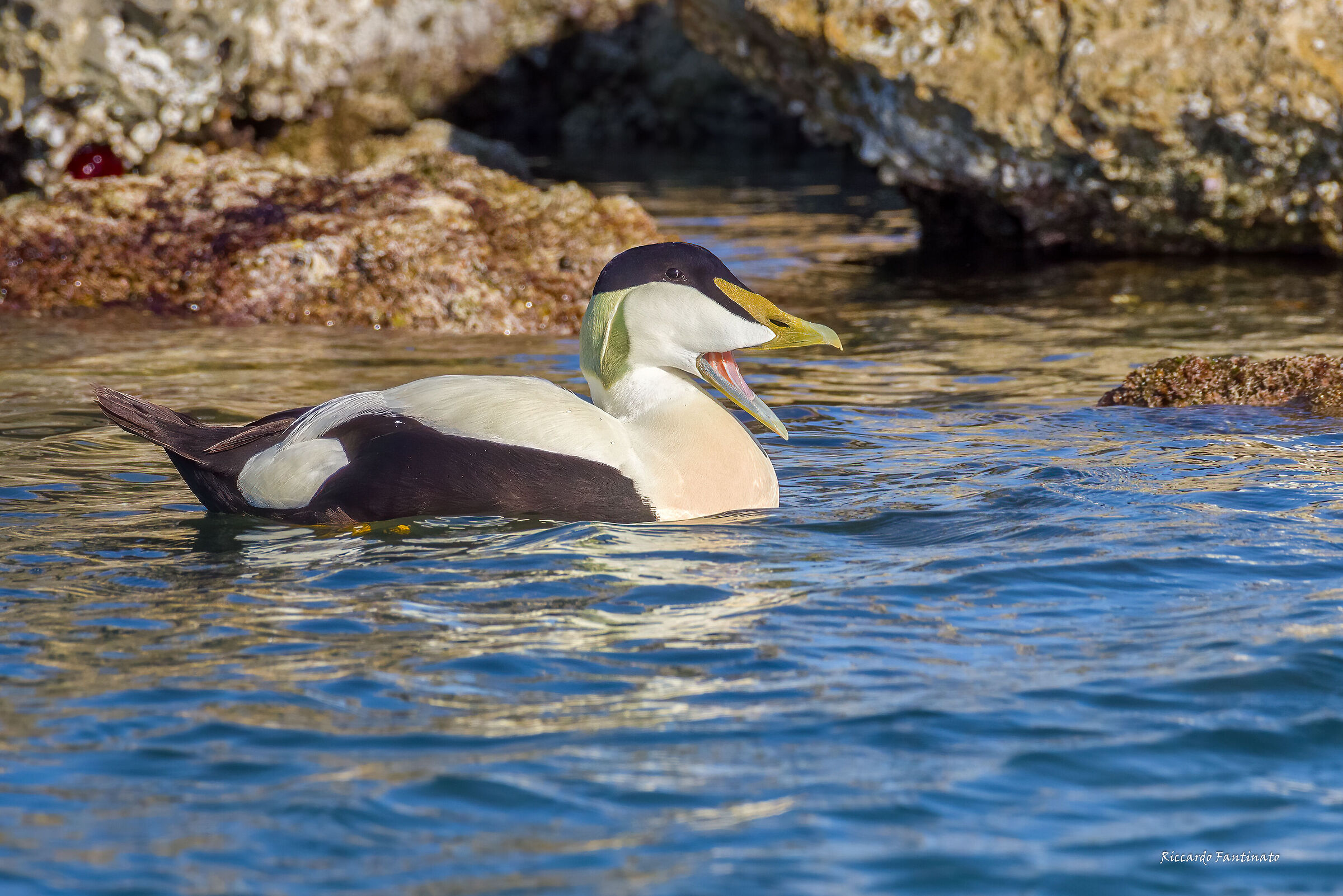 Edredeone "brontolone"