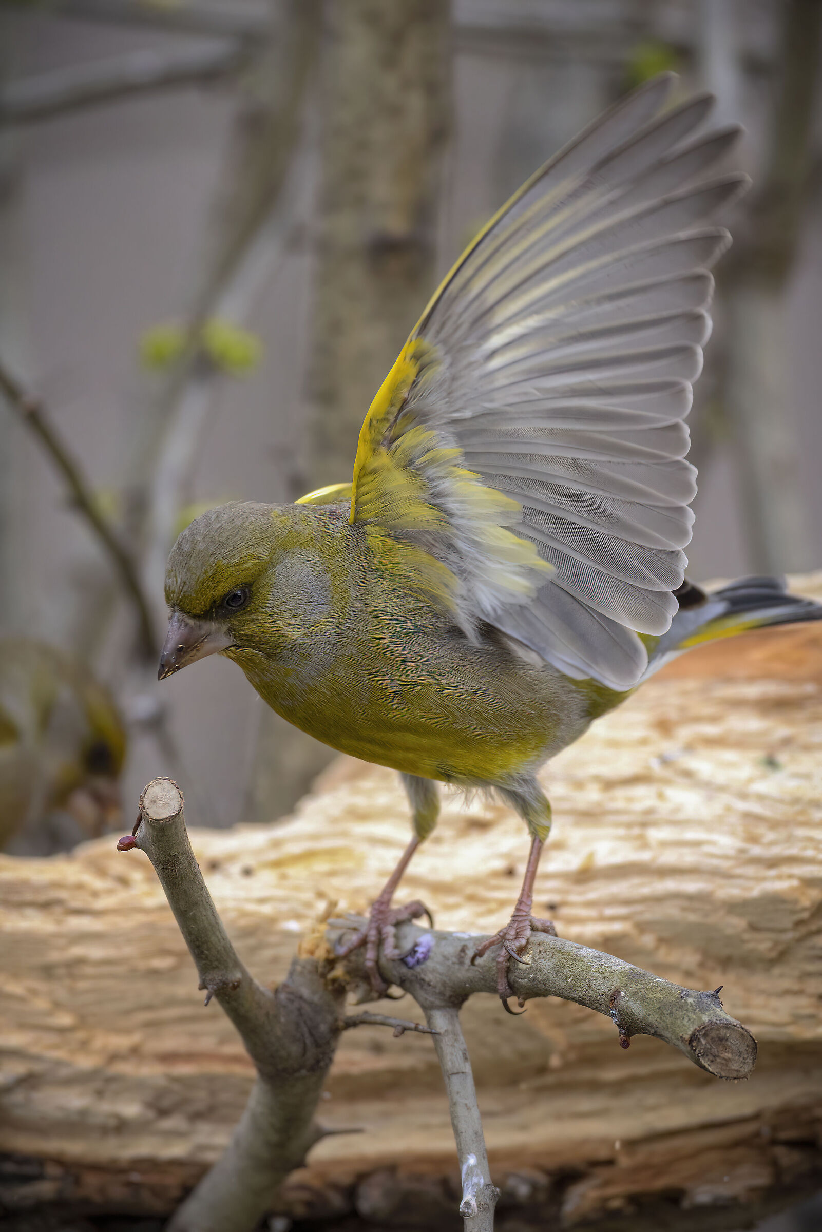 Greenfinch