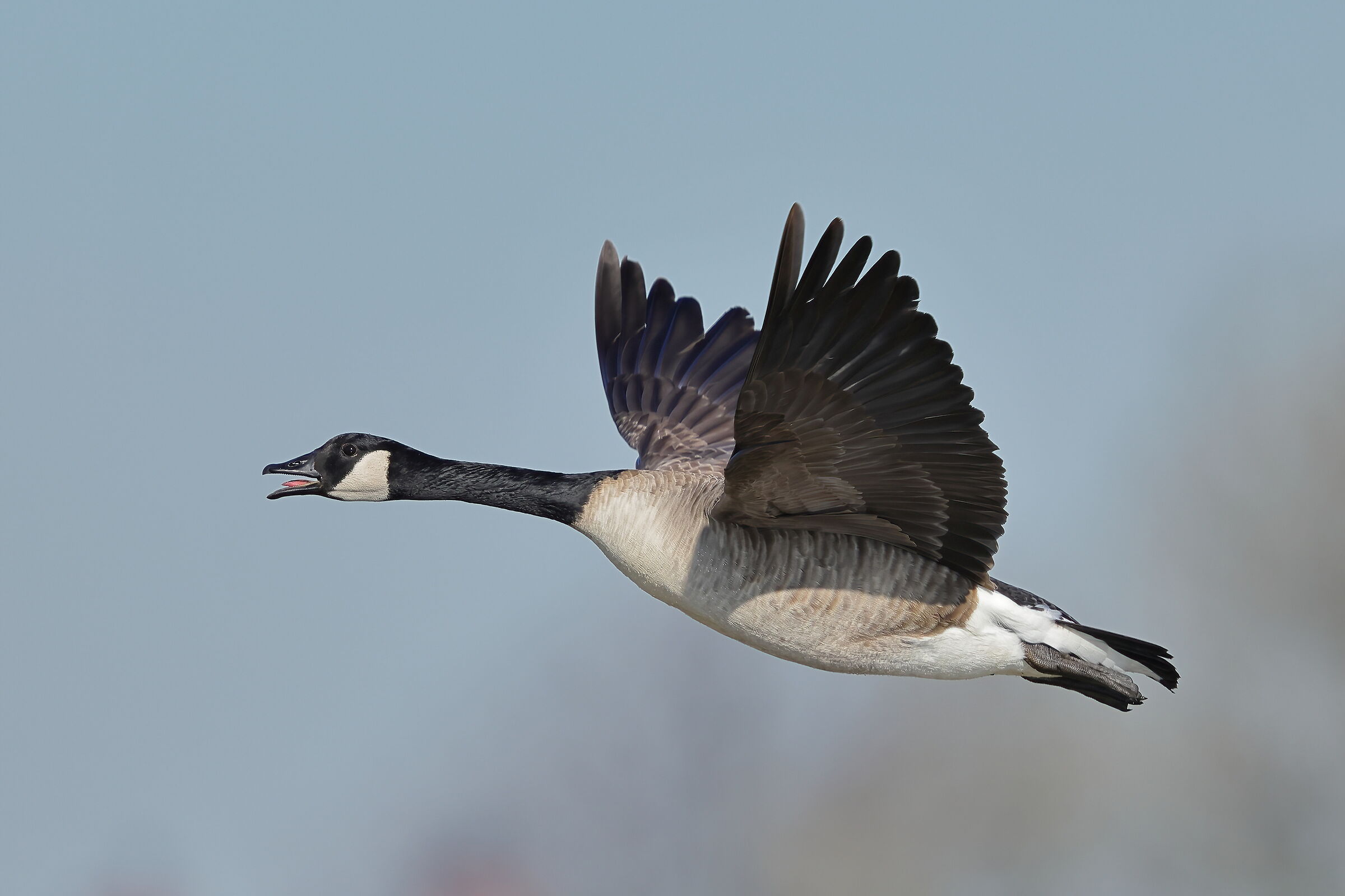 Canadian goose