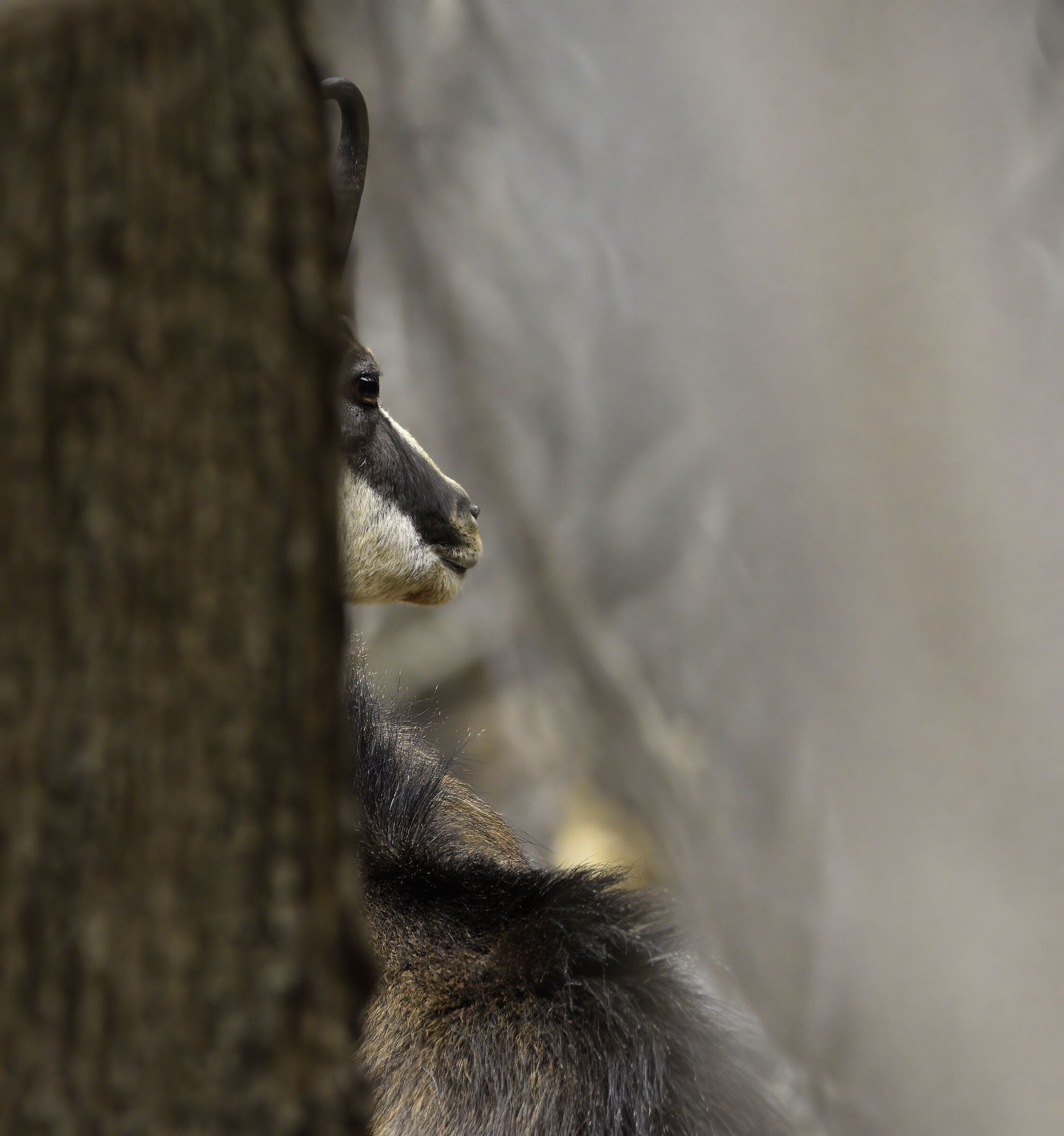 mimetismo quasi perfetto