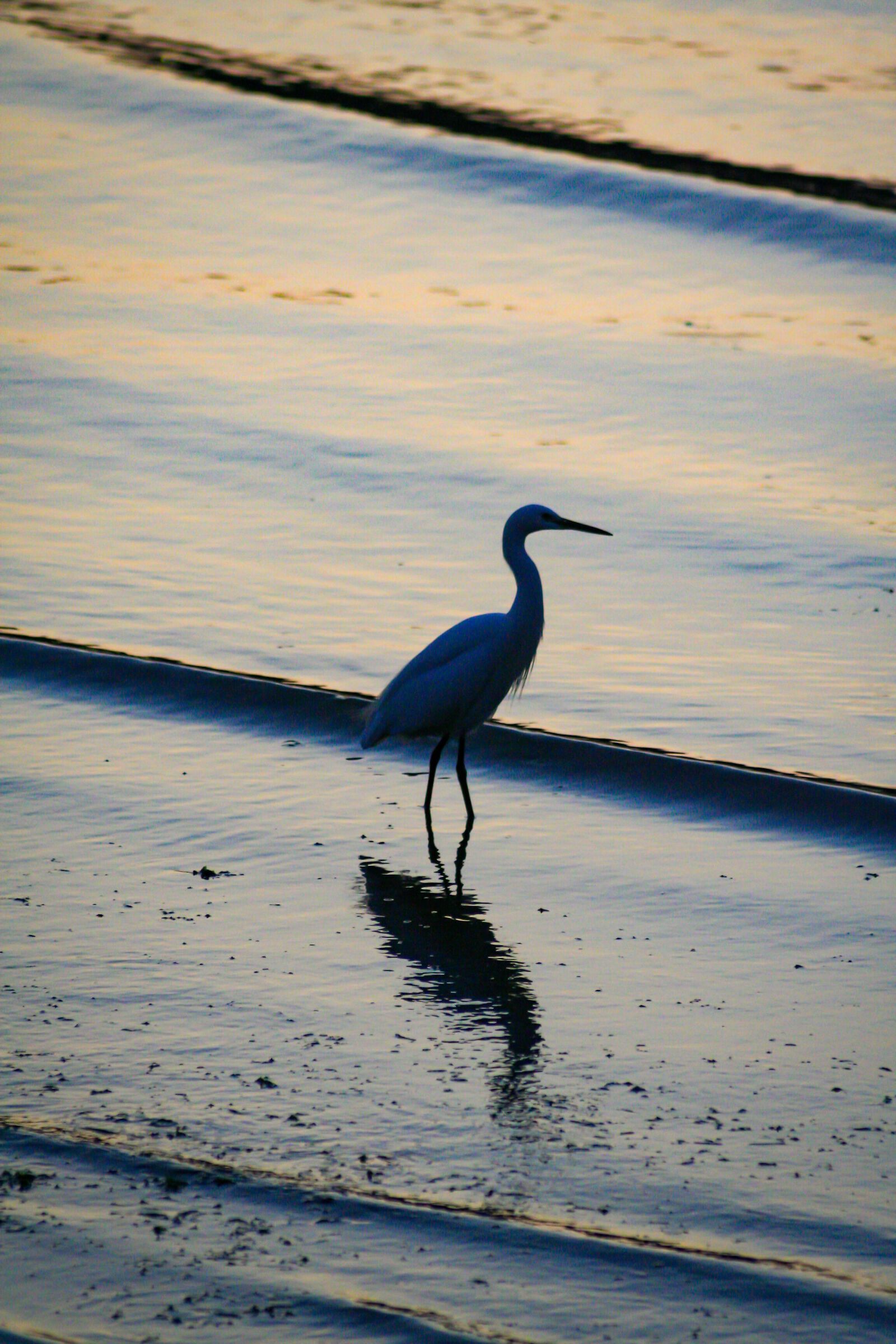 Heron/Heron