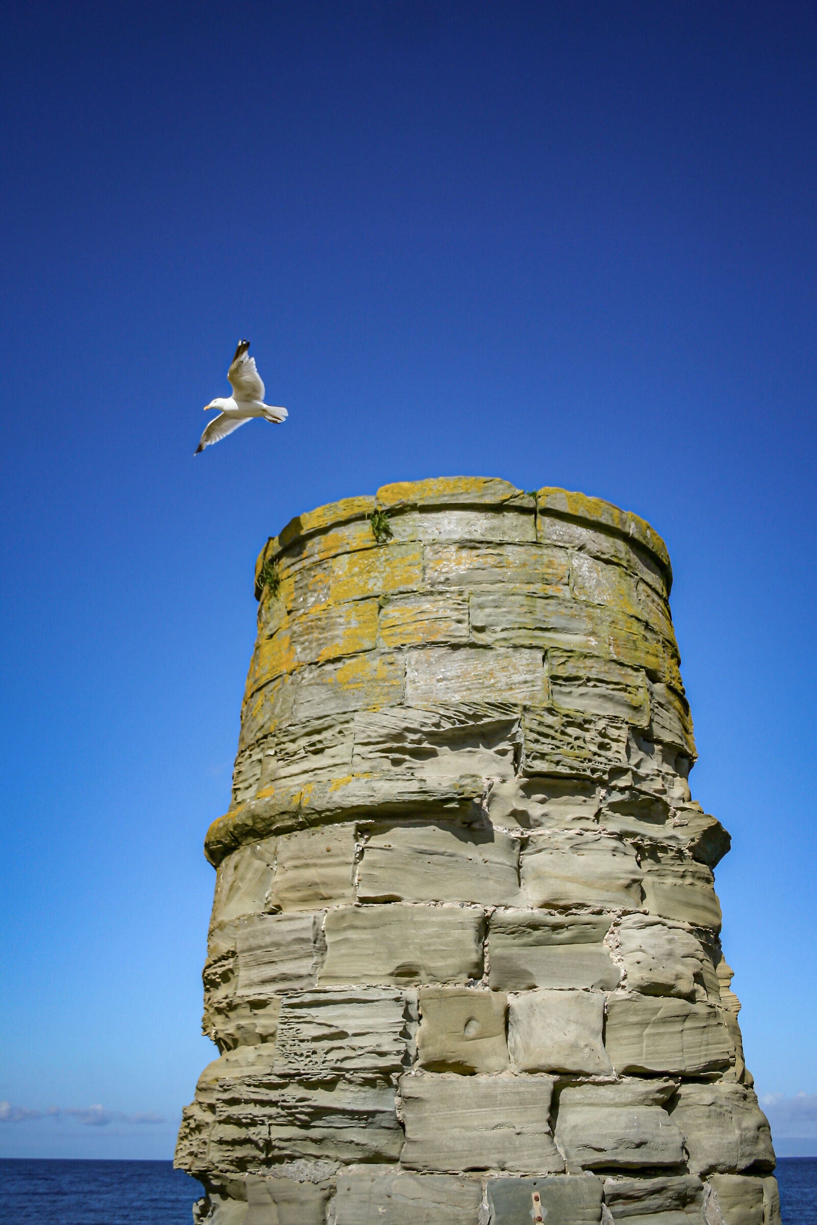 Seagull/Seagull
