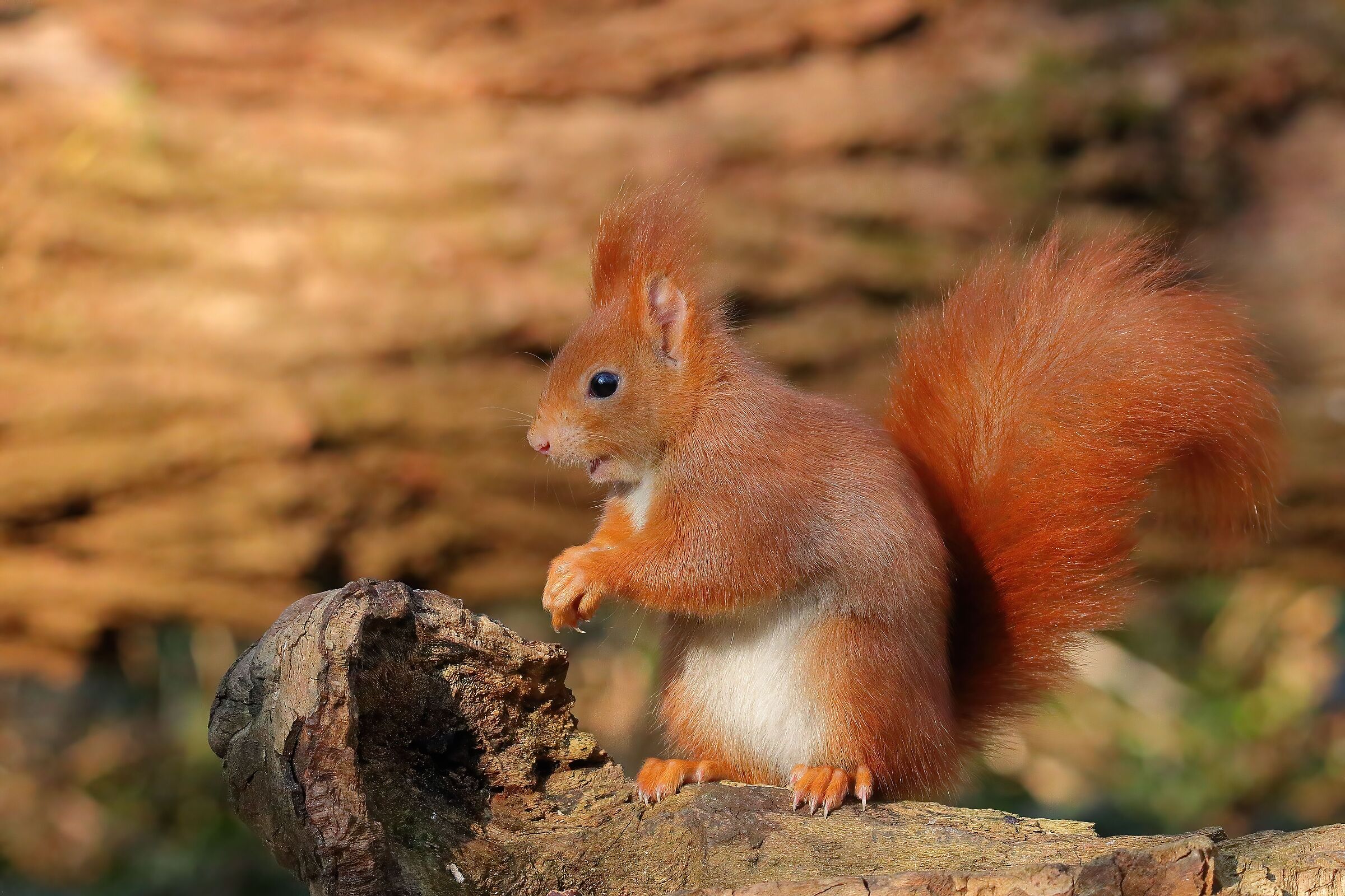 Red squirrel
