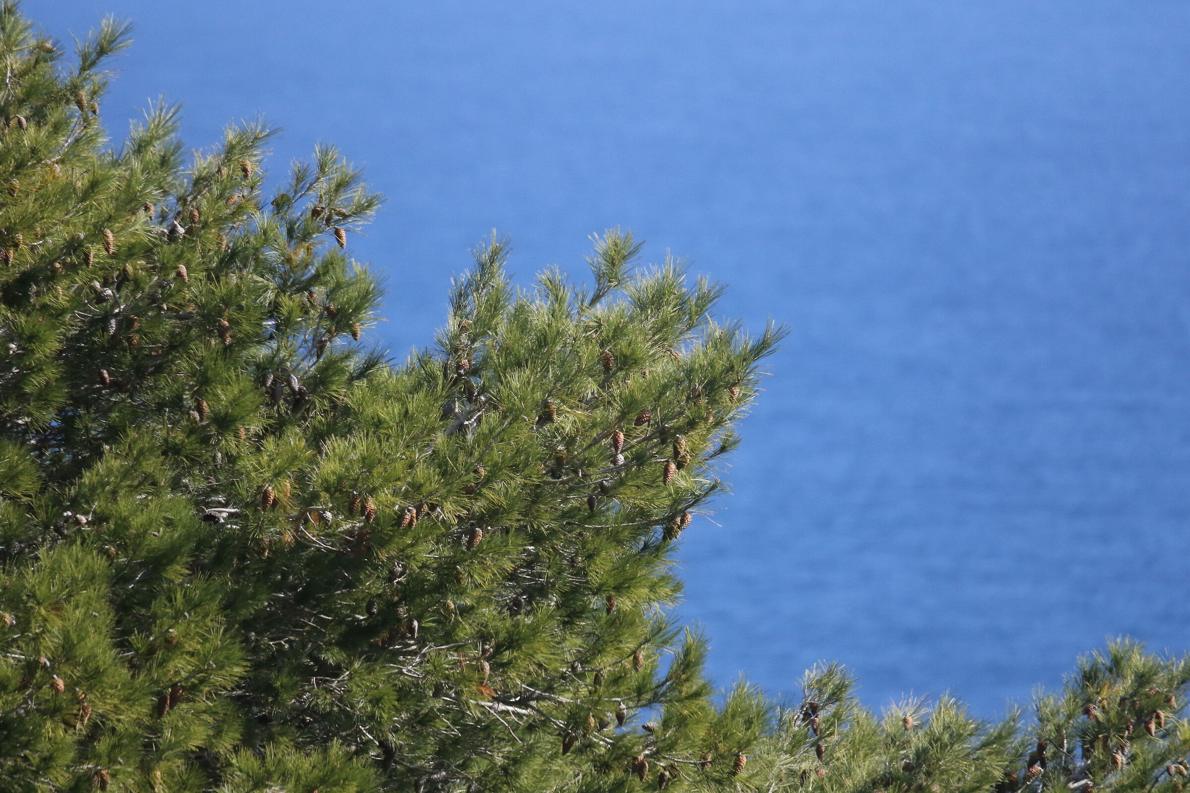 A 300= Crop 480/ Canon 7D II- 70-300 DO IS USM